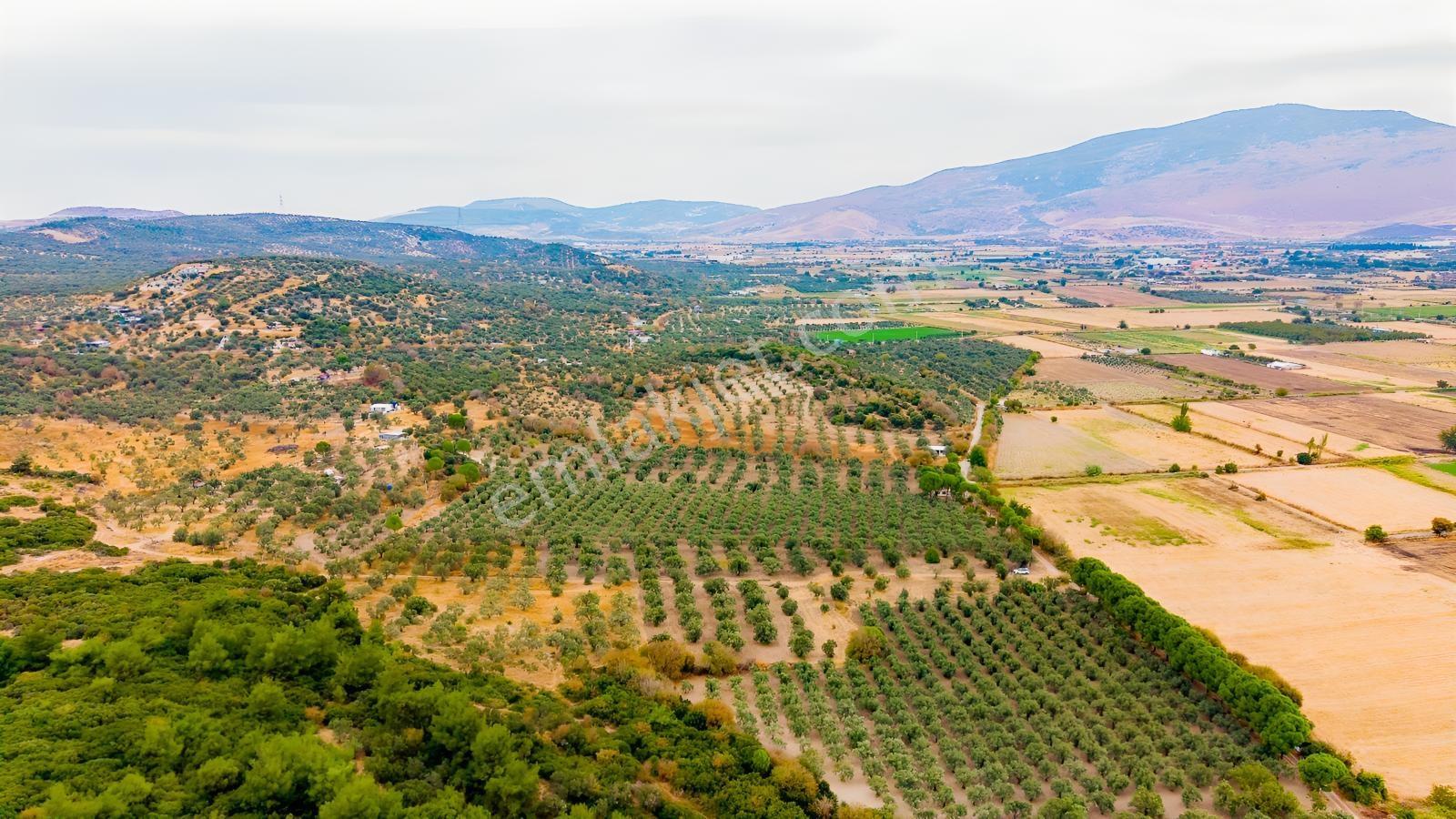 Aliağa Helvacıda Satılık 2.166 M² Zeytinli Tarla! — fotoğraf 4