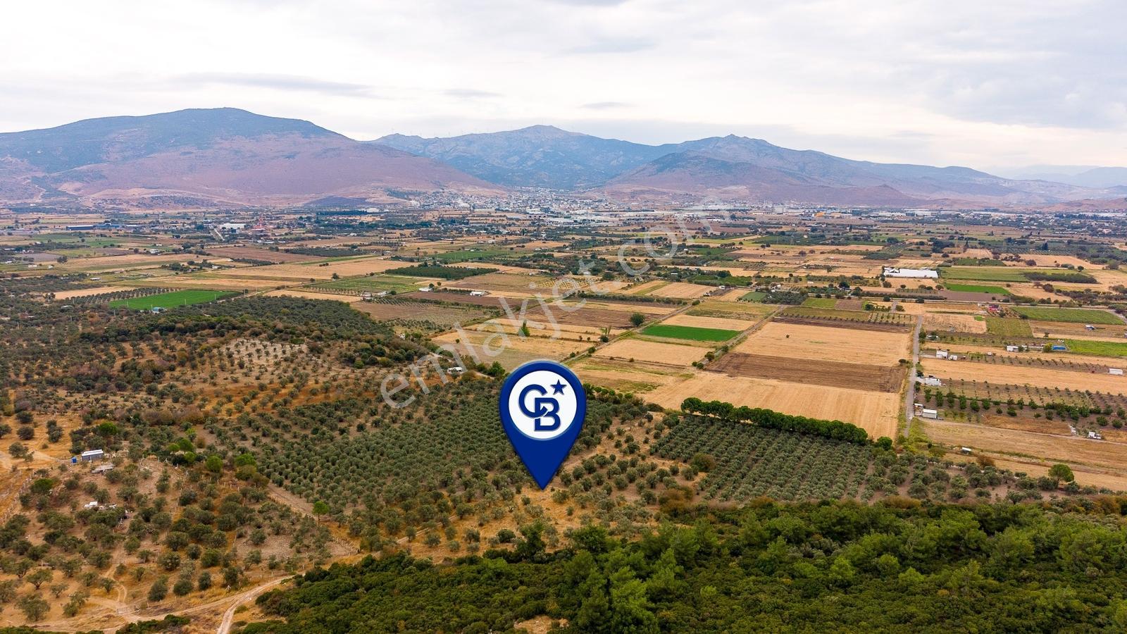 Aliağa Helvacıda Satılık 2.166 M² Zeytinli Tarla! — fotoğraf 5