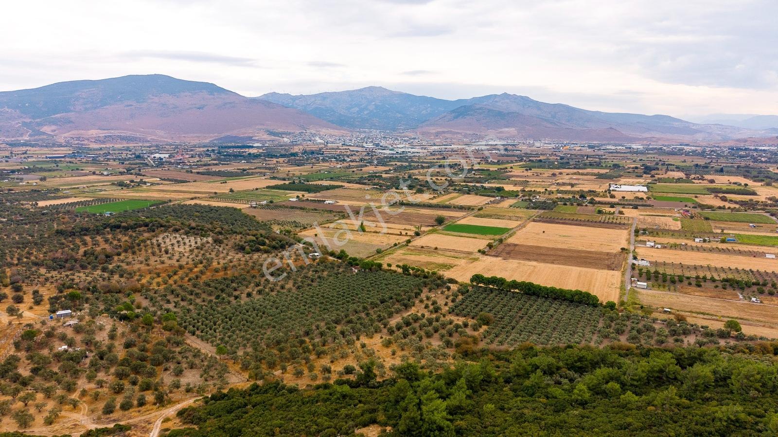 Aliağa Helvacıda Satılık 2.166 M² Zeytinli Tarla! — fotoğraf 6
