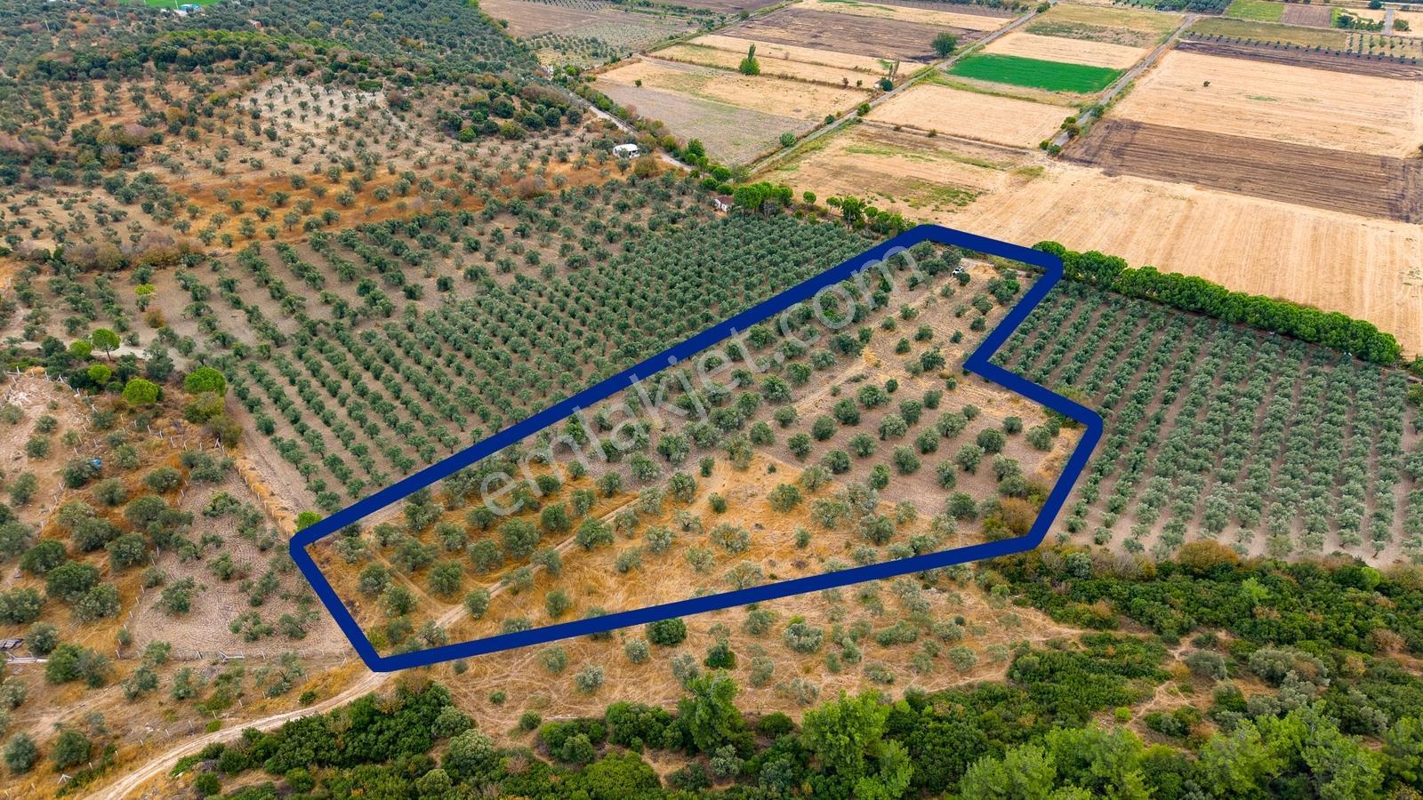 Aliağa Helvacıda Satılık 2.166 M² Zeytinli Tarla! — fotoğraf 7