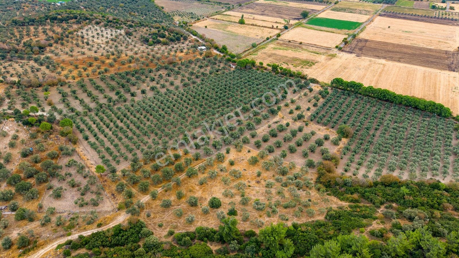 Aliağa Helvacıda Satılık 2.166 M² Zeytinli Tarla! — fotoğraf 8