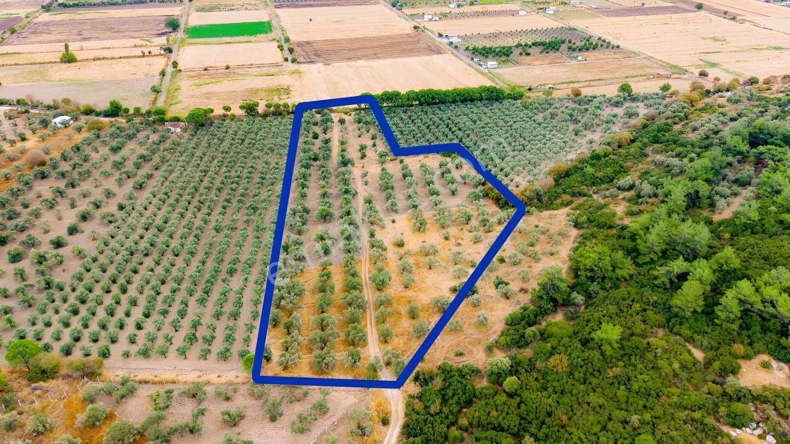 Aliağa Helvacıda Satılık 2.166 M² Zeytinli Tarla! — fotoğraf 9
