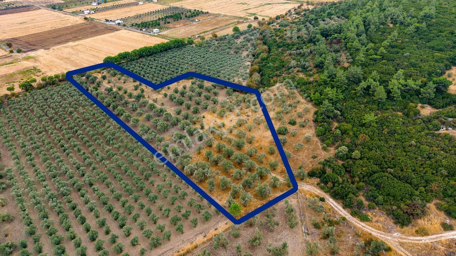 Aliağa Helvacıda Satılık 2.166 M² Zeytinli Tarla! — fotoğraf 11