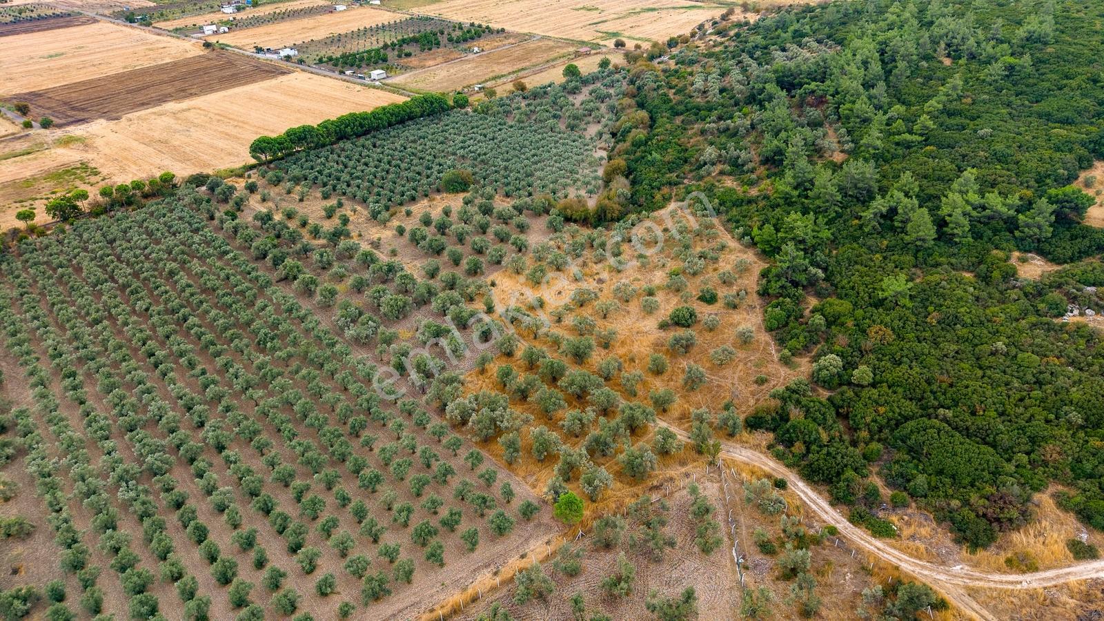 Aliağa Helvacıda Satılık 2.166 M² Zeytinli Tarla! — fotoğraf 12