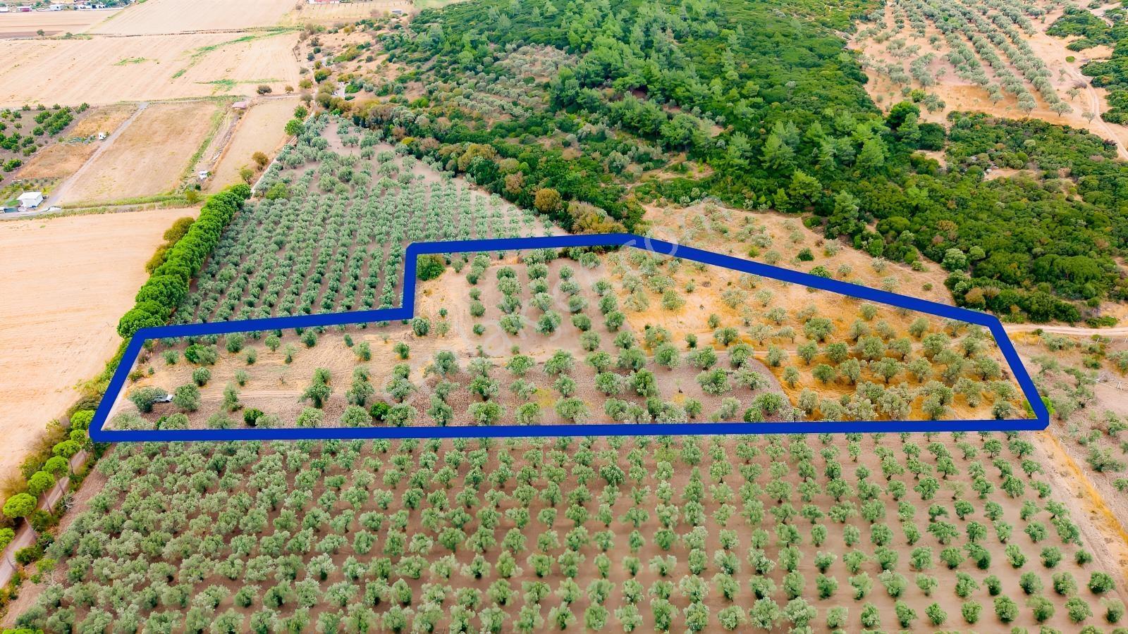 Aliağa Helvacıda Satılık 2.166 M² Zeytinli Tarla! — fotoğraf 13