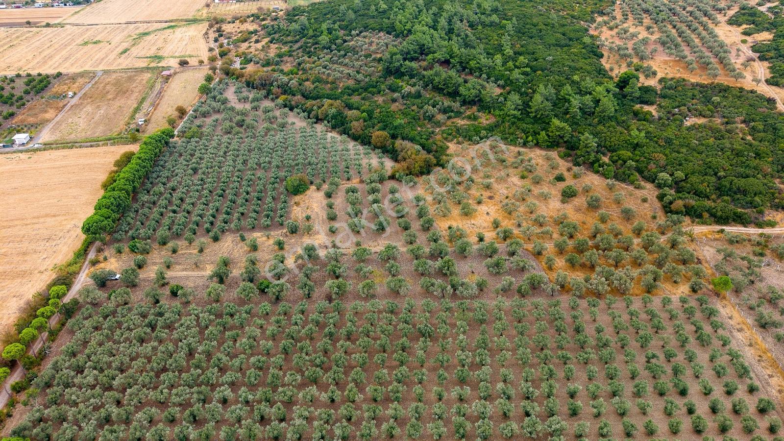 Aliağa Helvacıda Satılık 2.166 M² Zeytinli Tarla! — fotoğraf 14