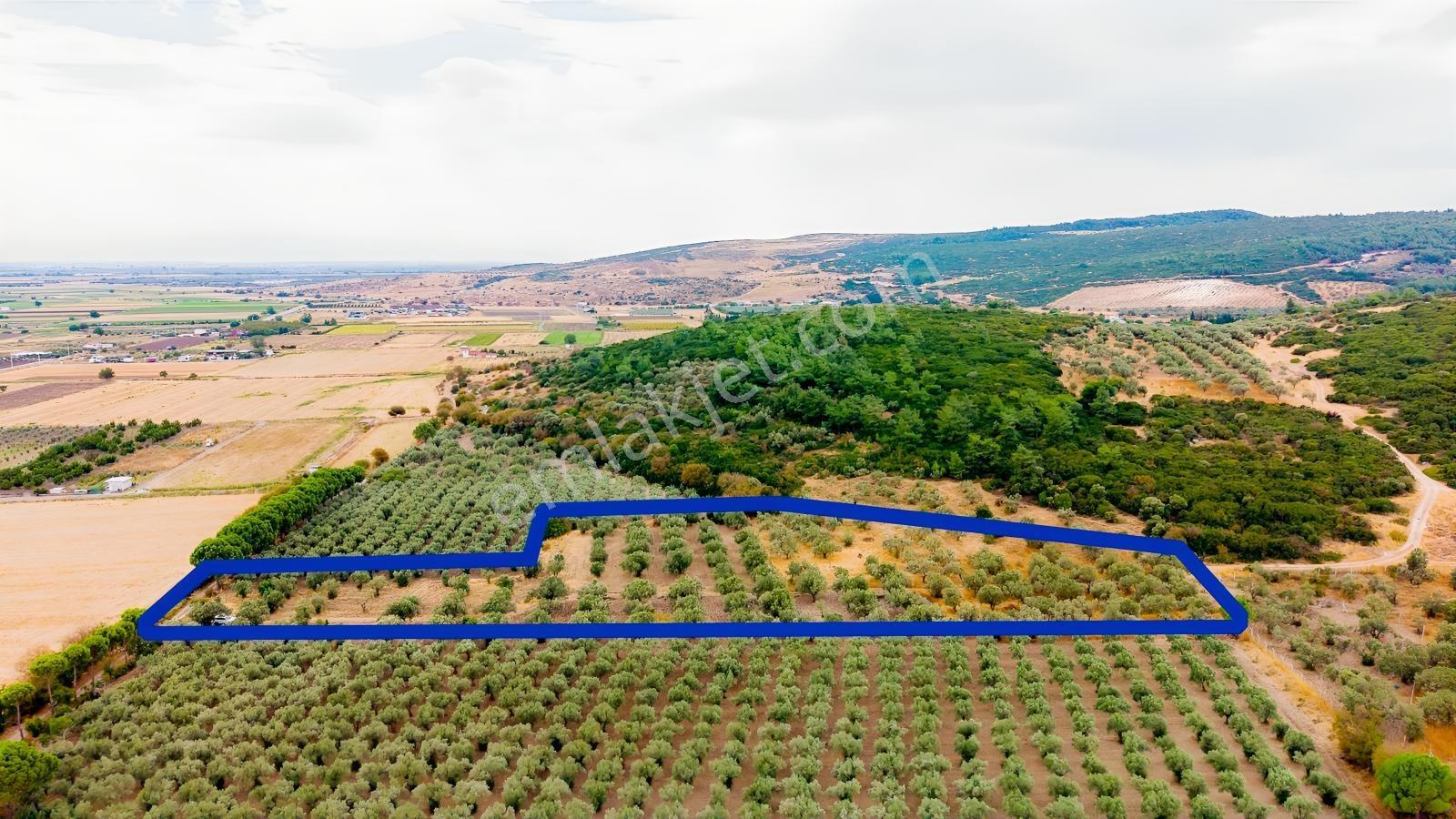 Aliağa Helvacıda Satılık 2.166 M² Zeytinli Tarla! — fotoğraf 15