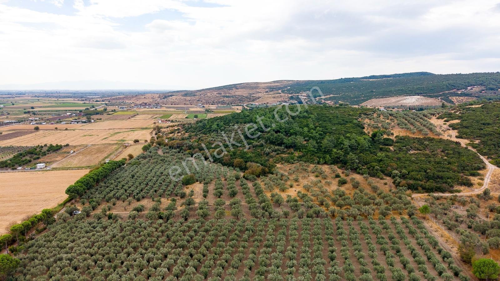 Aliağa Helvacıda Satılık 2.166 M² Zeytinli Tarla! — fotoğraf 16