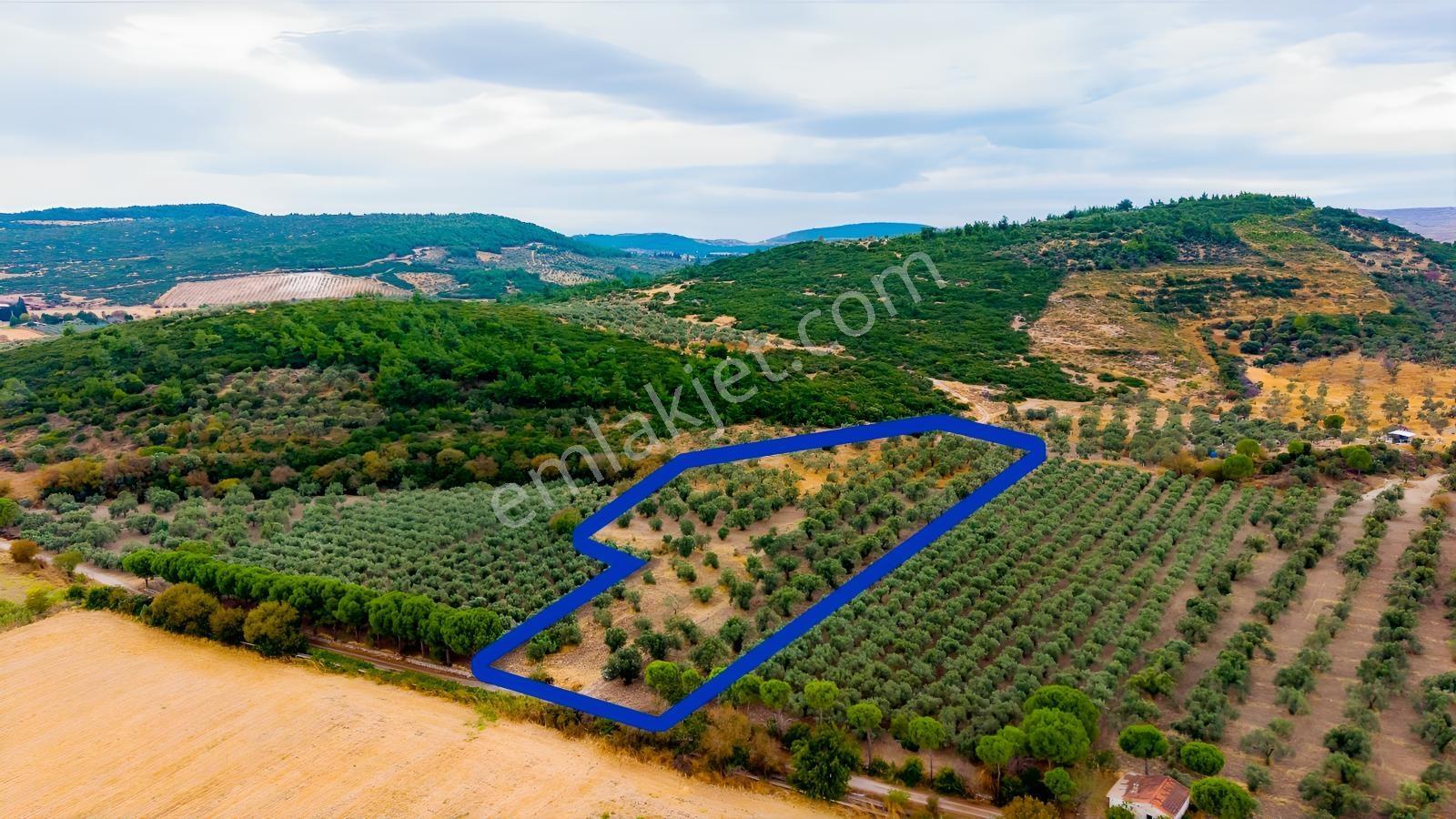Aliağa Helvacıda Satılık 2.166 M² Zeytinli Tarla! — fotoğraf 17