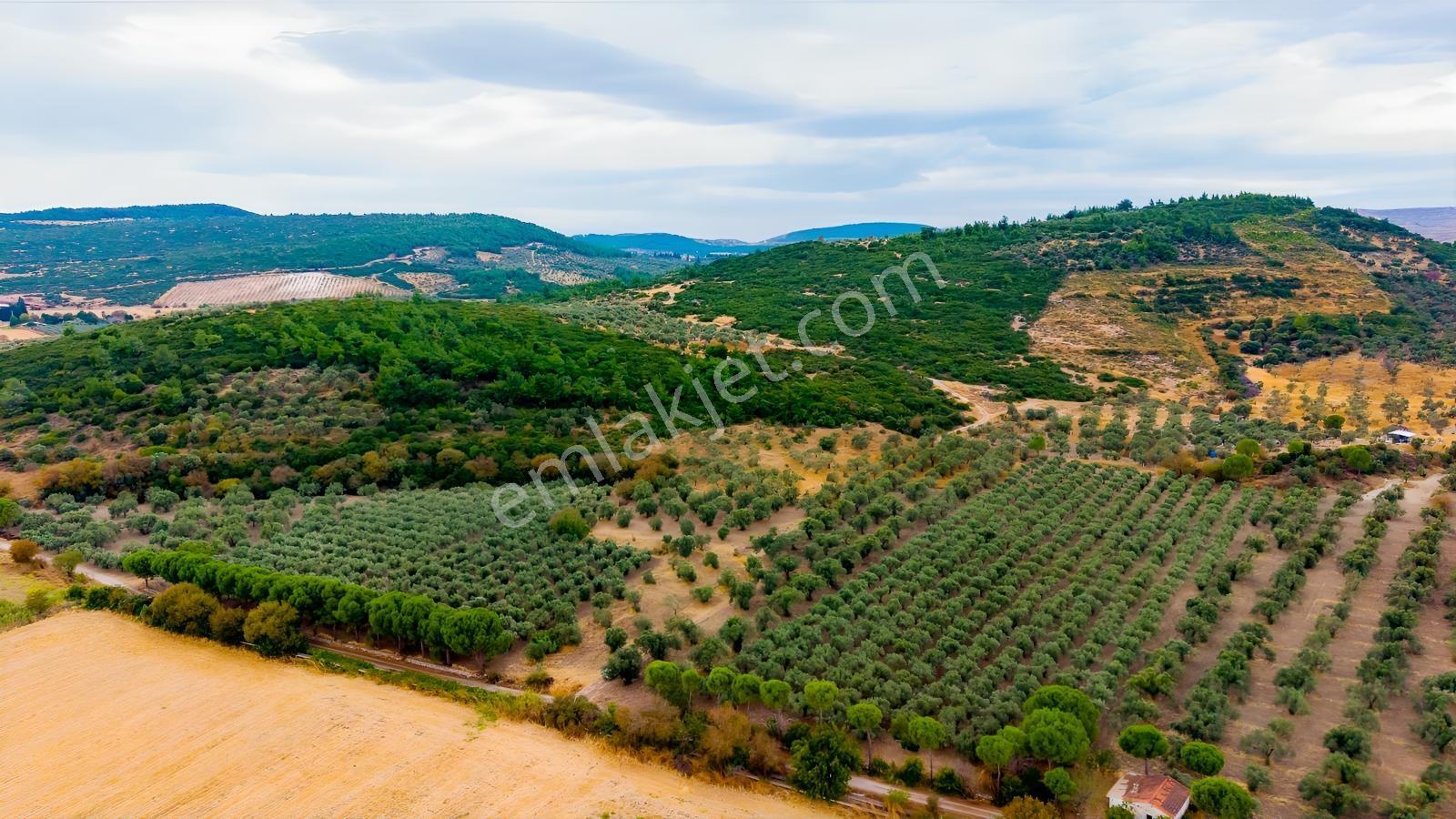 Aliağa Helvacıda Satılık 2.166 M² Zeytinli Tarla! — fotoğraf 18