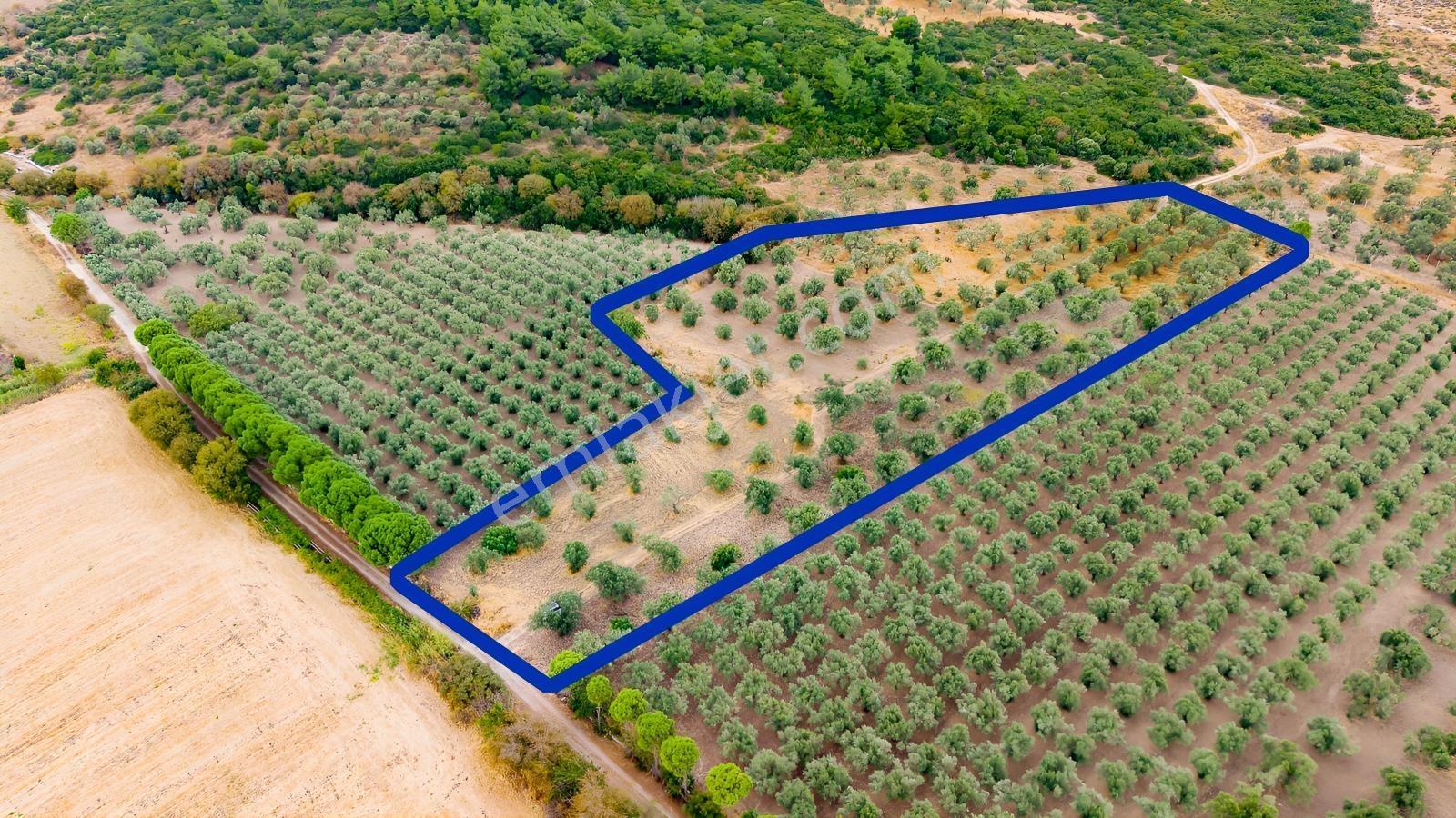 Aliağa Helvacıda Satılık 2.166 M² Zeytinli Tarla! — fotoğraf 19