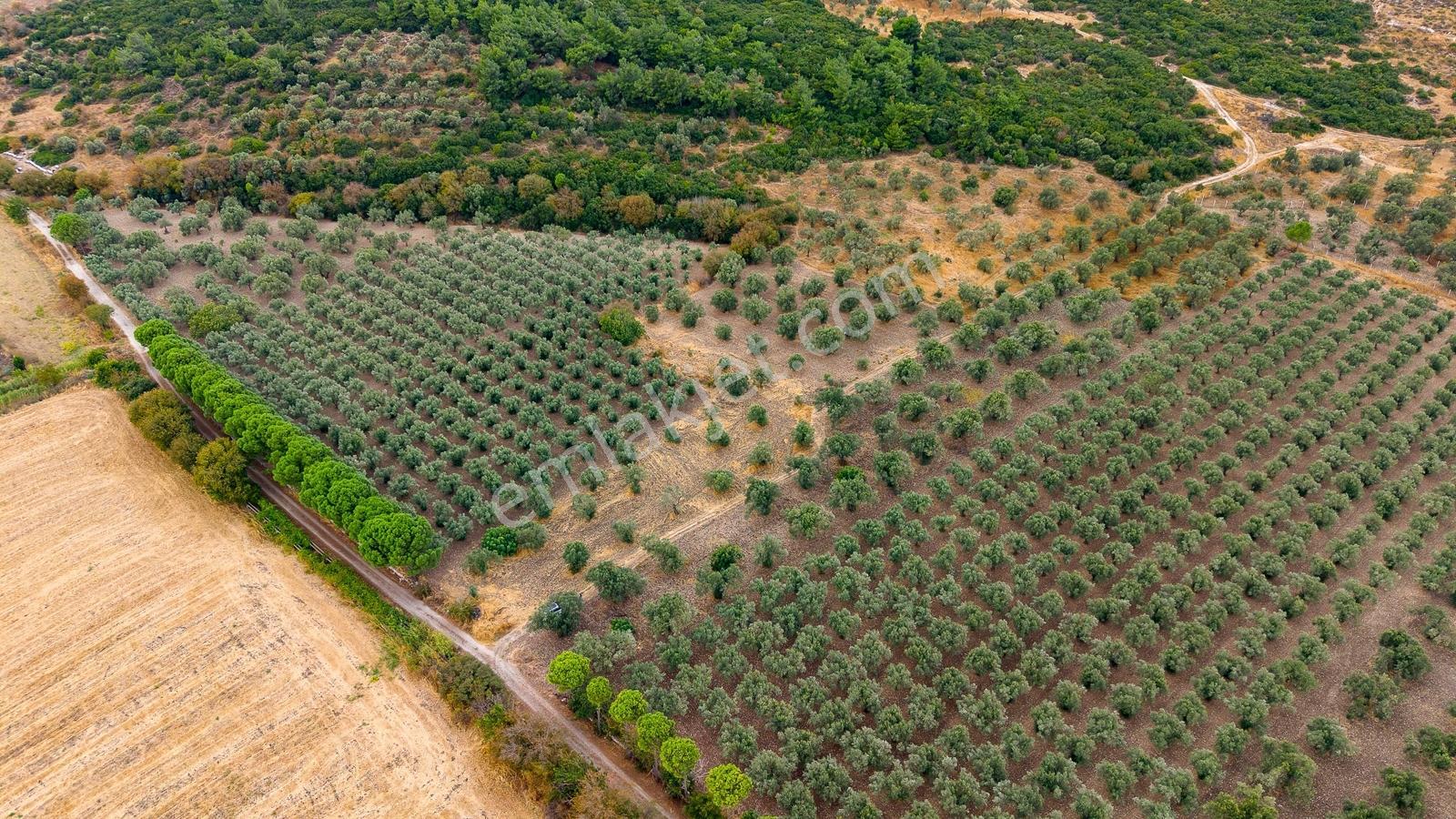 Aliağa Helvacıda Satılık 2.166 M² Zeytinli Tarla! — fotoğraf 20