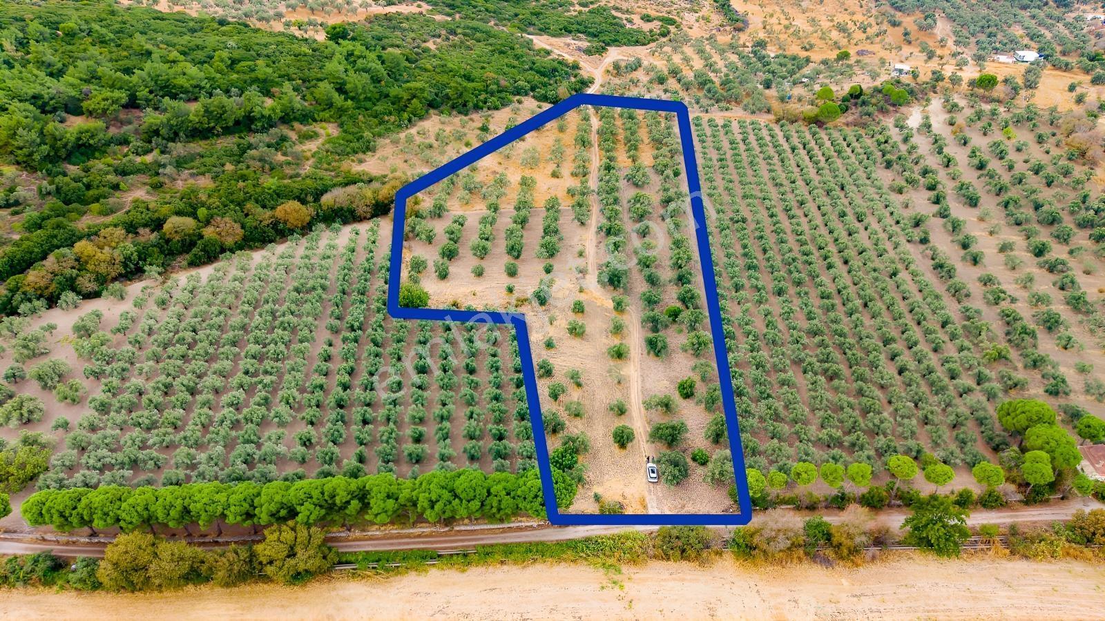 Aliağa Helvacıda Satılık 2.166 M² Zeytinli Tarla! — fotoğraf 21