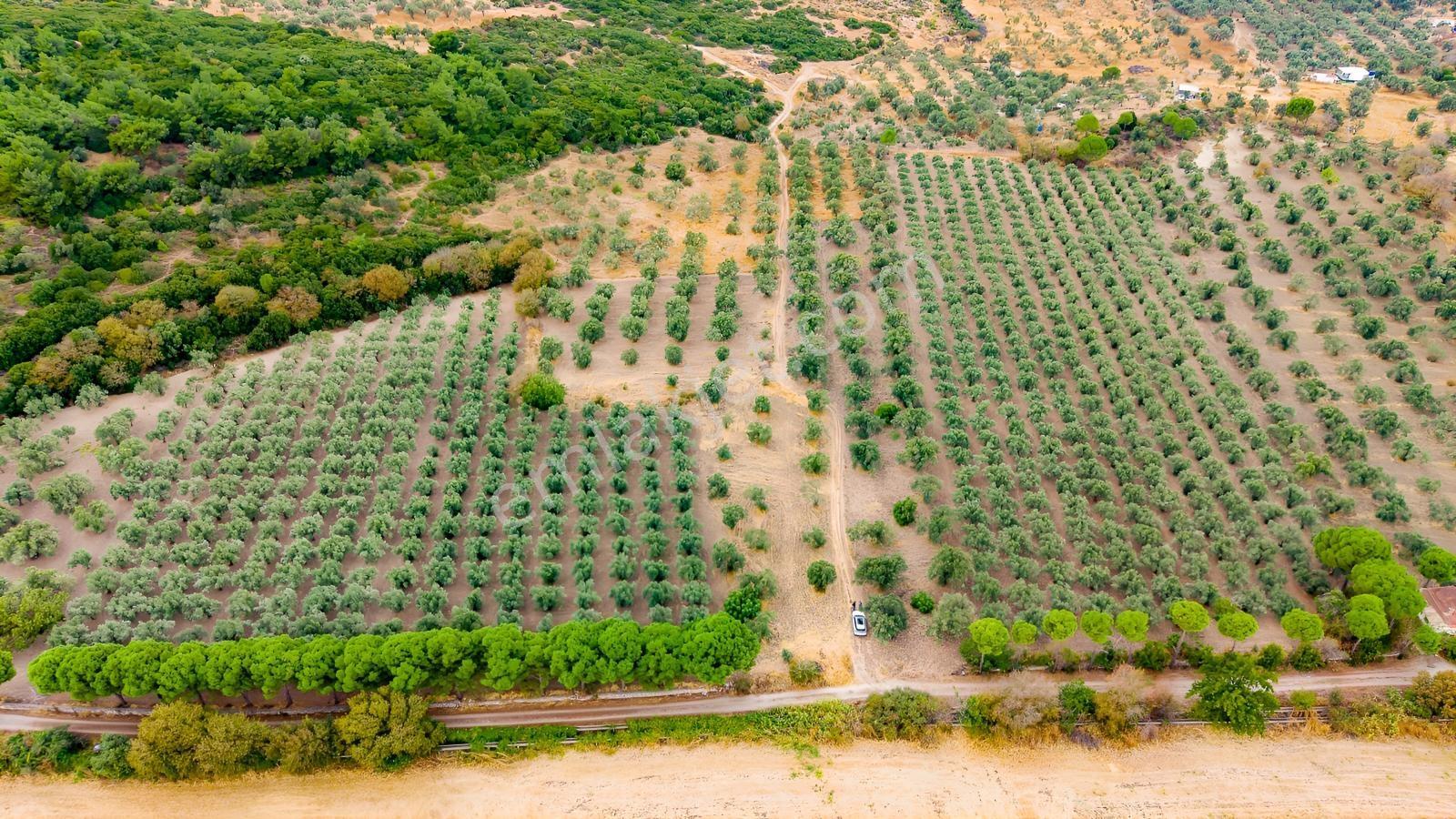 Aliağa Helvacıda Satılık 2.166 M² Zeytinli Tarla! — fotoğraf 22