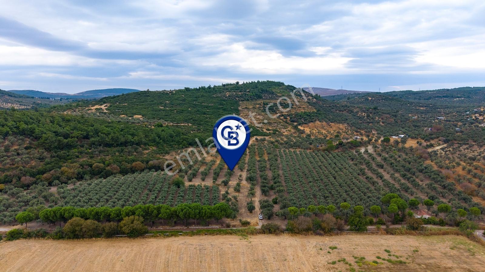 Aliağa Helvacıda Satılık 2.166 M² Zeytinli Tarla! — fotoğraf 23