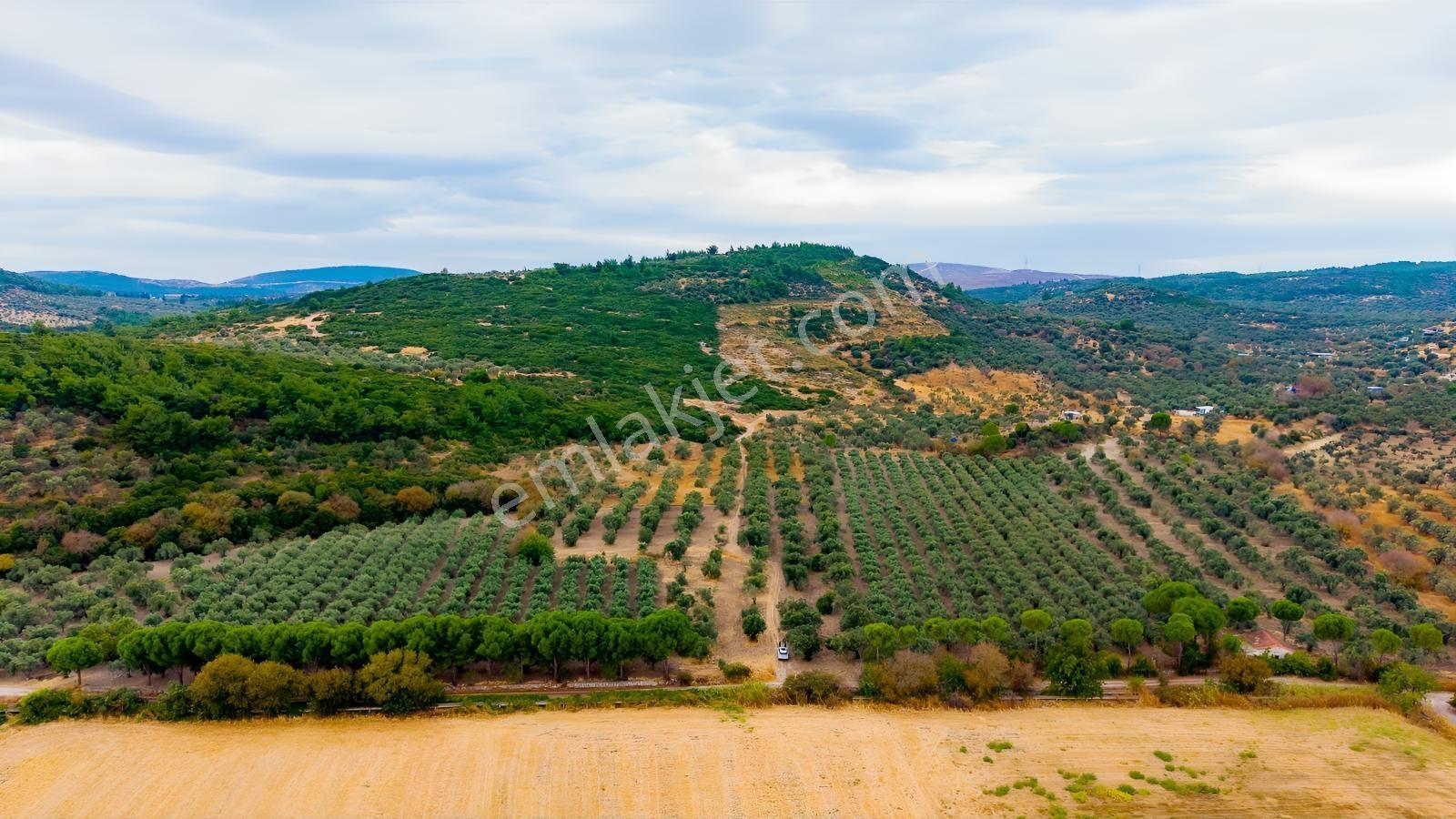 Aliağa Helvacıda Satılık 2.166 M² Zeytinli Tarla! — fotoğraf 24
