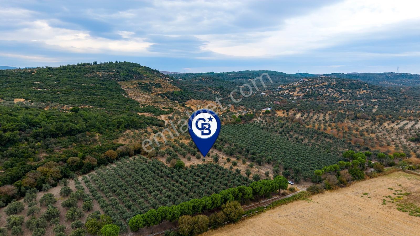 Aliağa Helvacıda Satılık 2.166 M² Zeytinli Tarla! — fotoğraf 25