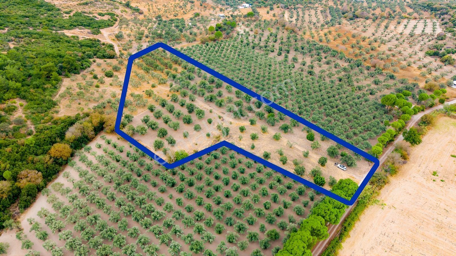 Aliağa Helvacıda Satılık 2.166 M² Zeytinli Tarla! — fotoğraf 27