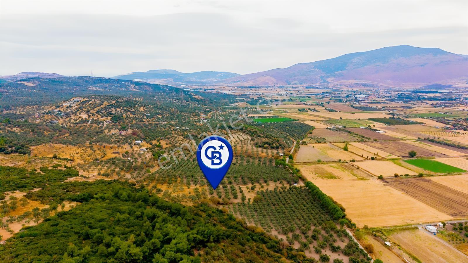 Aliağa Helvacıda Satılık 2.166 M² Zeytinli Tarla! — fotoğraf 29