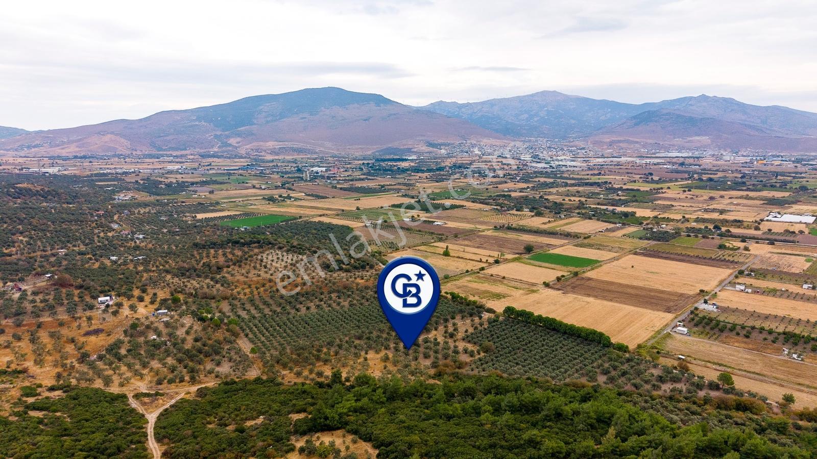 Aliağa Helvacıda Satılık 2.166 M² Zeytinli Tarla! — fotoğraf 30