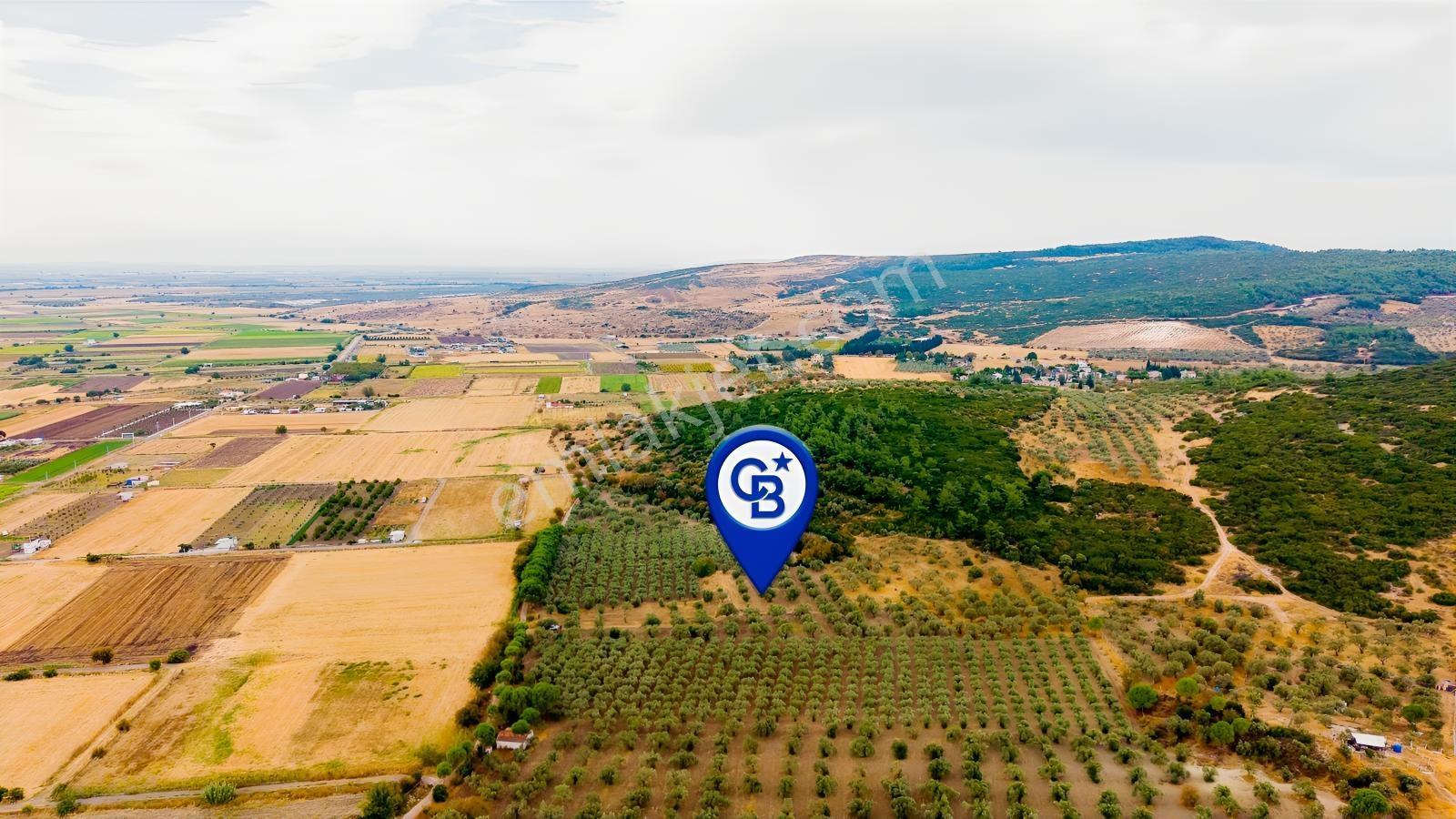 Aliağa Helvacıda Satılık 2.166 M² Zeytinli Tarla! — fotoğraf 33