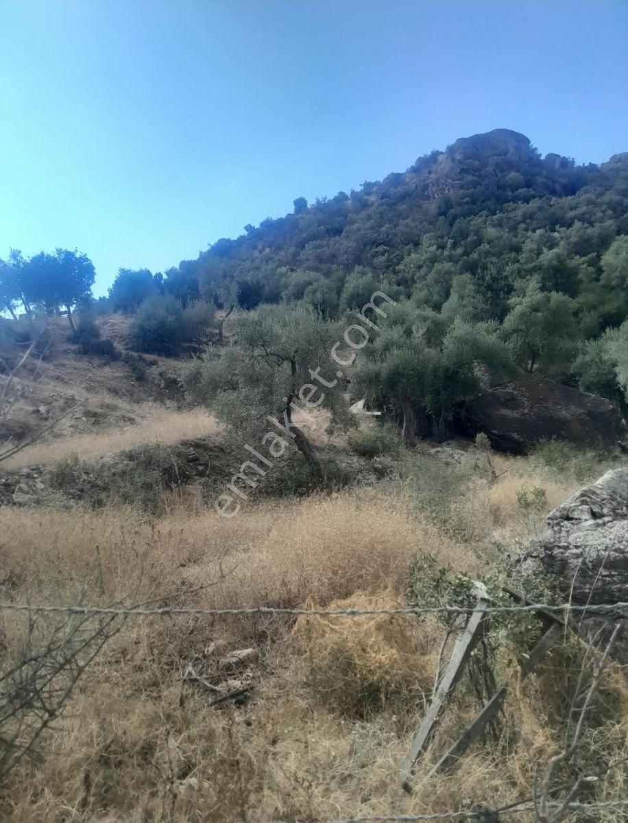 Söke Kisir Köyünde Satılık 5.519 M² Yol Cephe Zeytin Bahçesi — fotoğraf 2