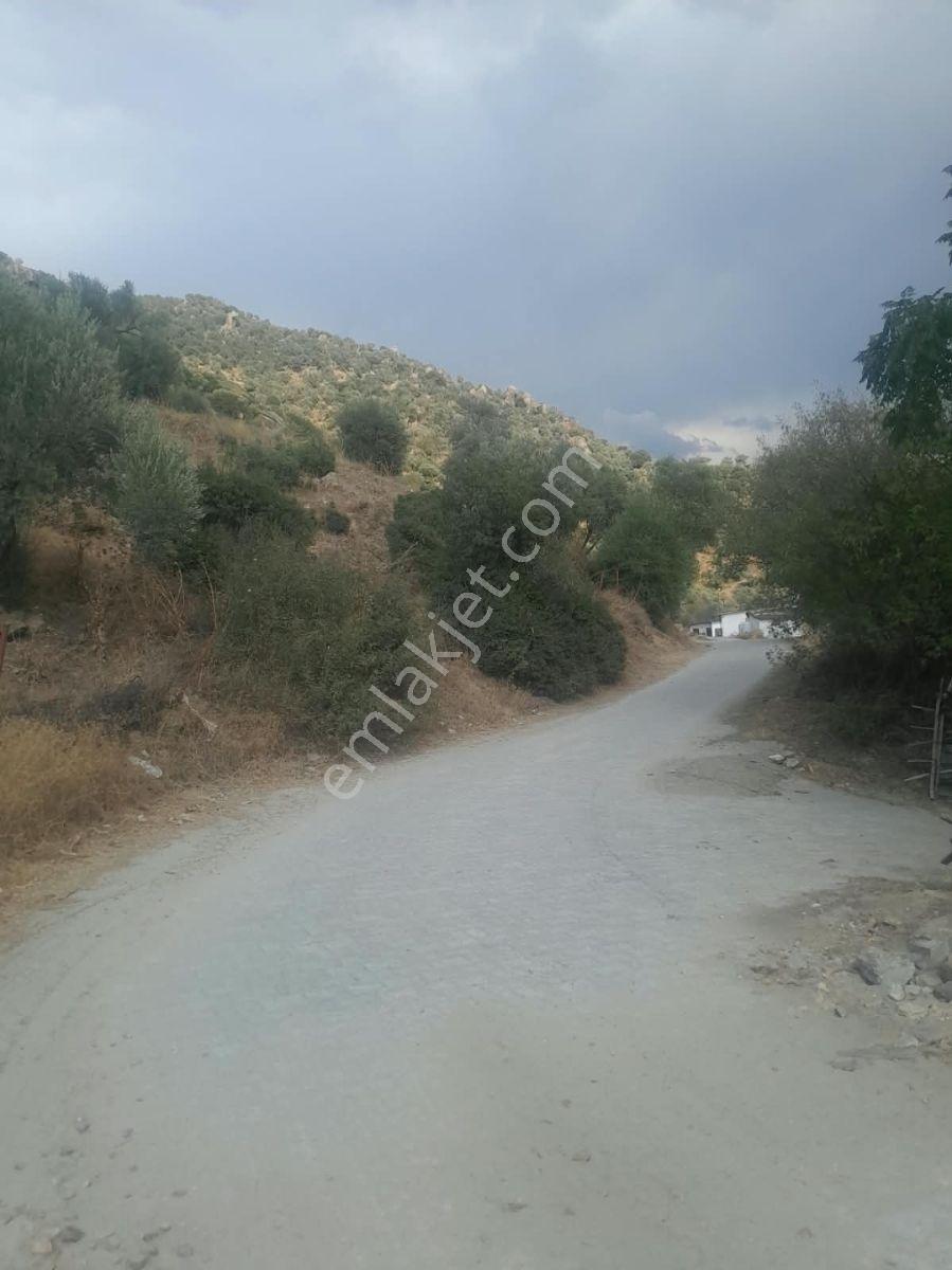 Söke Kisir Köyünde Satılık 5.519 M² Yol Cephe Zeytin Bahçesi — fotoğraf 5