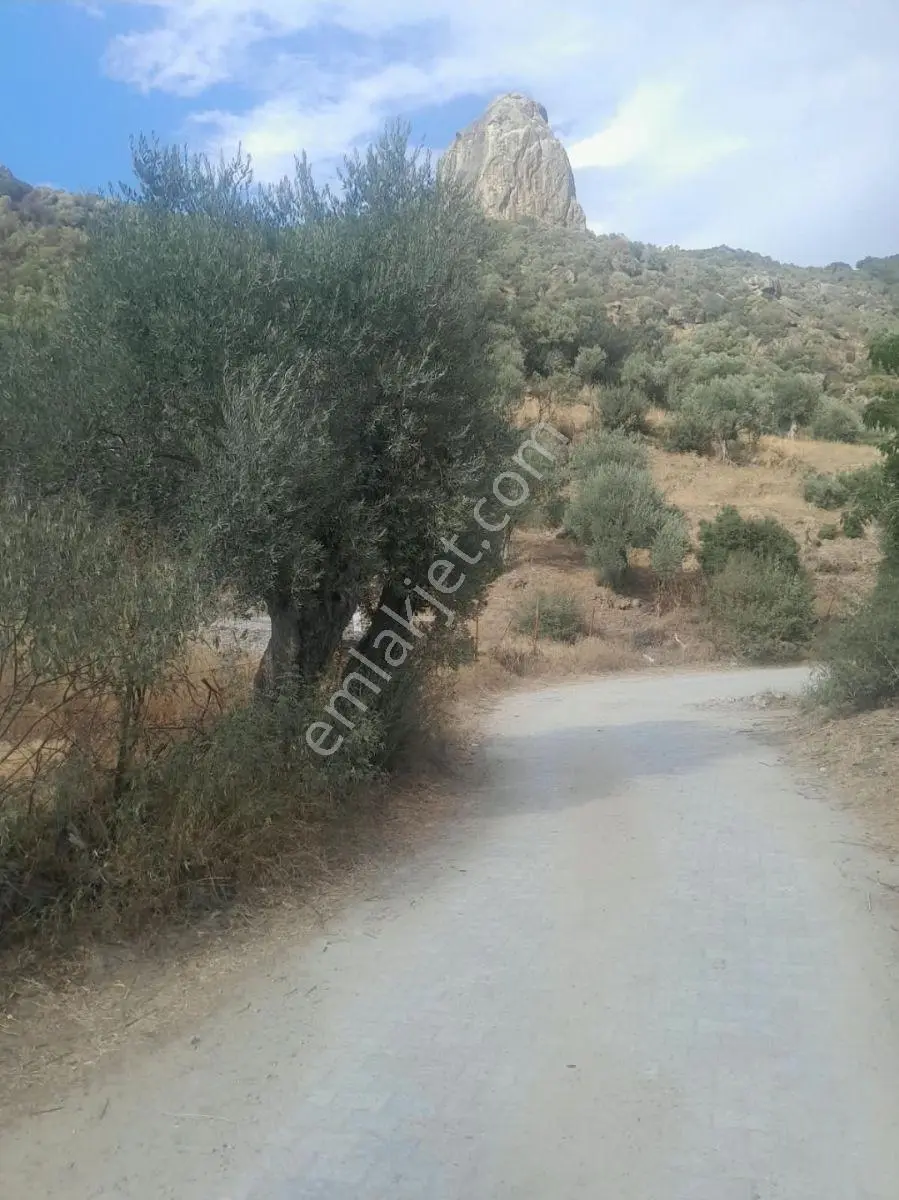 Söke Kisir Köyünde Satılık 5.519 M² Yol Cephe Zeytin Bahçesi — fotoğraf 6