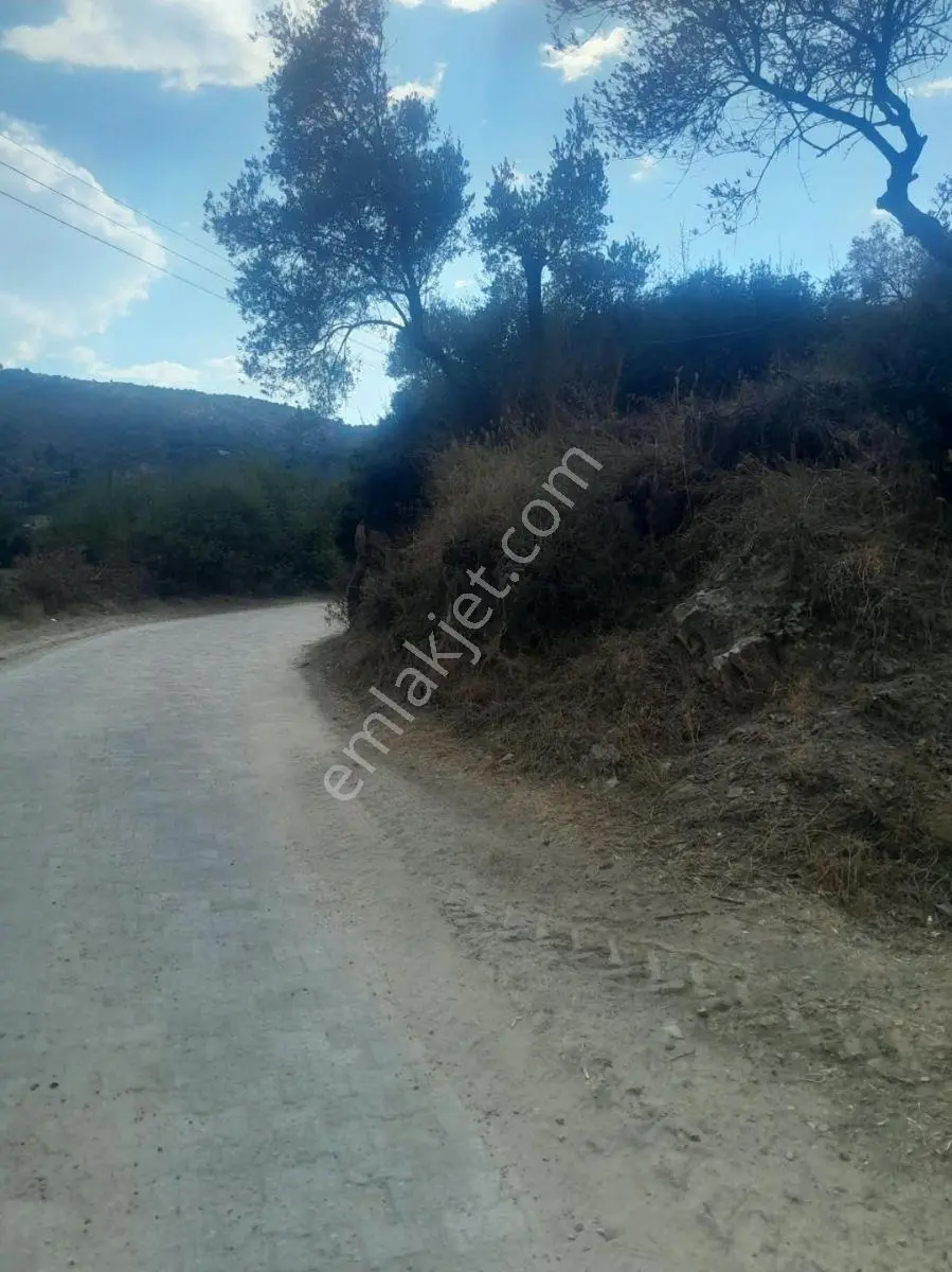 Söke Kisir Köyünde Satılık 5.519 M² Yol Cephe Zeytin Bahçesi — fotoğraf 7