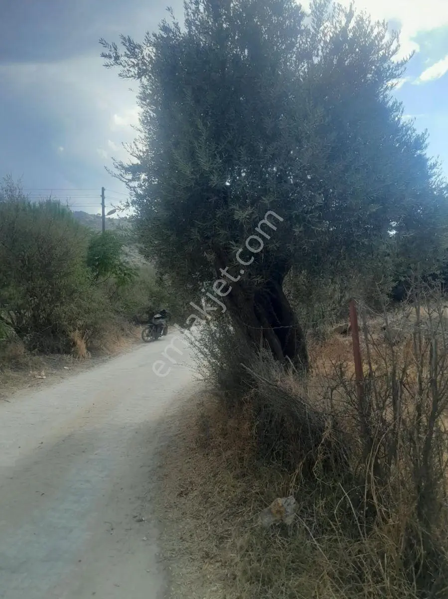 Söke Kisir Köyünde Satılık 5.519 M² Yol Cephe Zeytin Bahçesi — fotoğraf 8