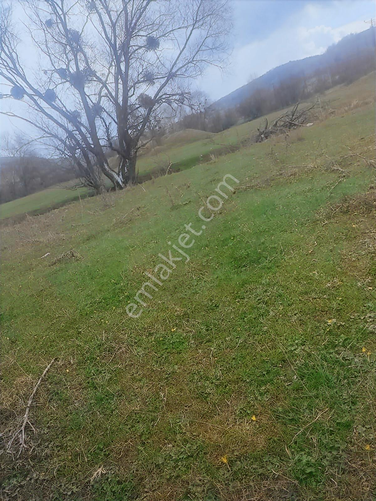Boyun Kaya Köyü Alıç Yaylasında Her İşe Uygun 4.500 M2 Arazi.. — fotoğraf 5