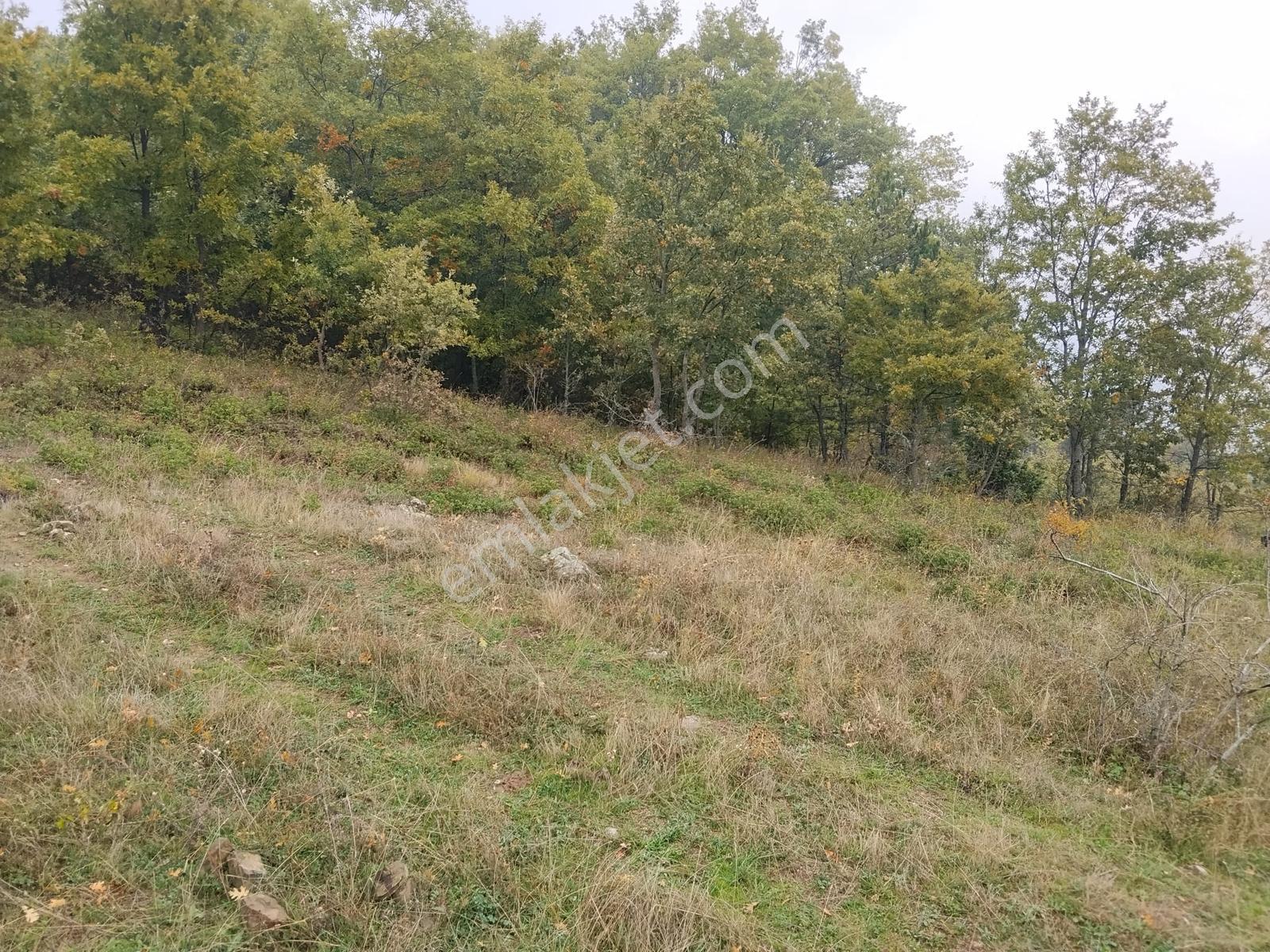 Remax Desıgn Geyve Melekşeoruçta Satılık Tarla — fotoğraf 2