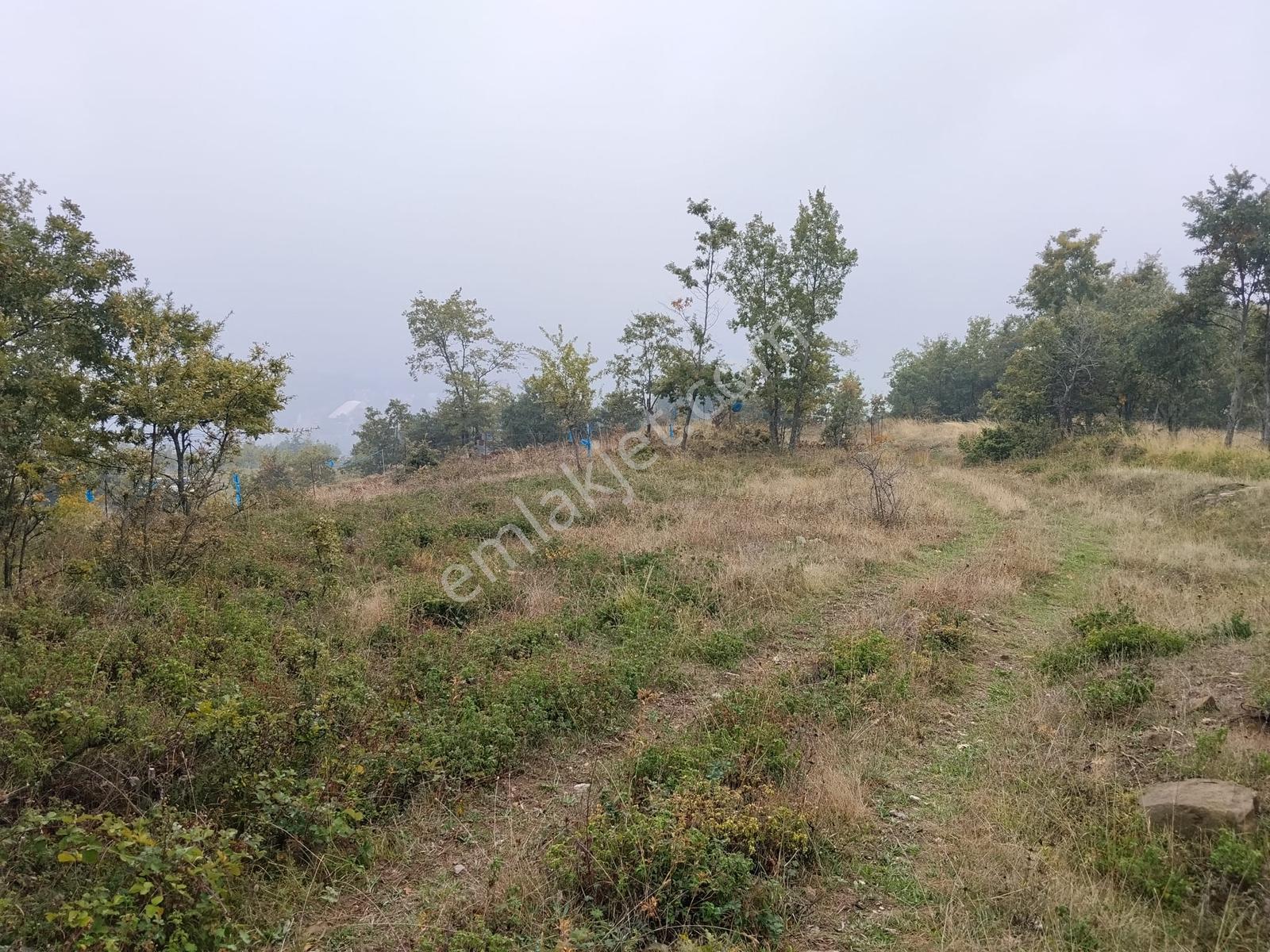 Remax Desıgn Geyve Melekşeoruçta Satılık Tarla — fotoğraf 4