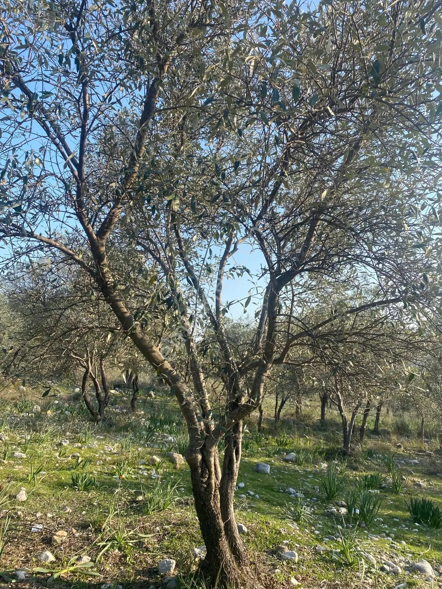 Fethiye Nif Satılık 2.887m2 Müstakil Tapu Zeytinlik — fotoğraf 9