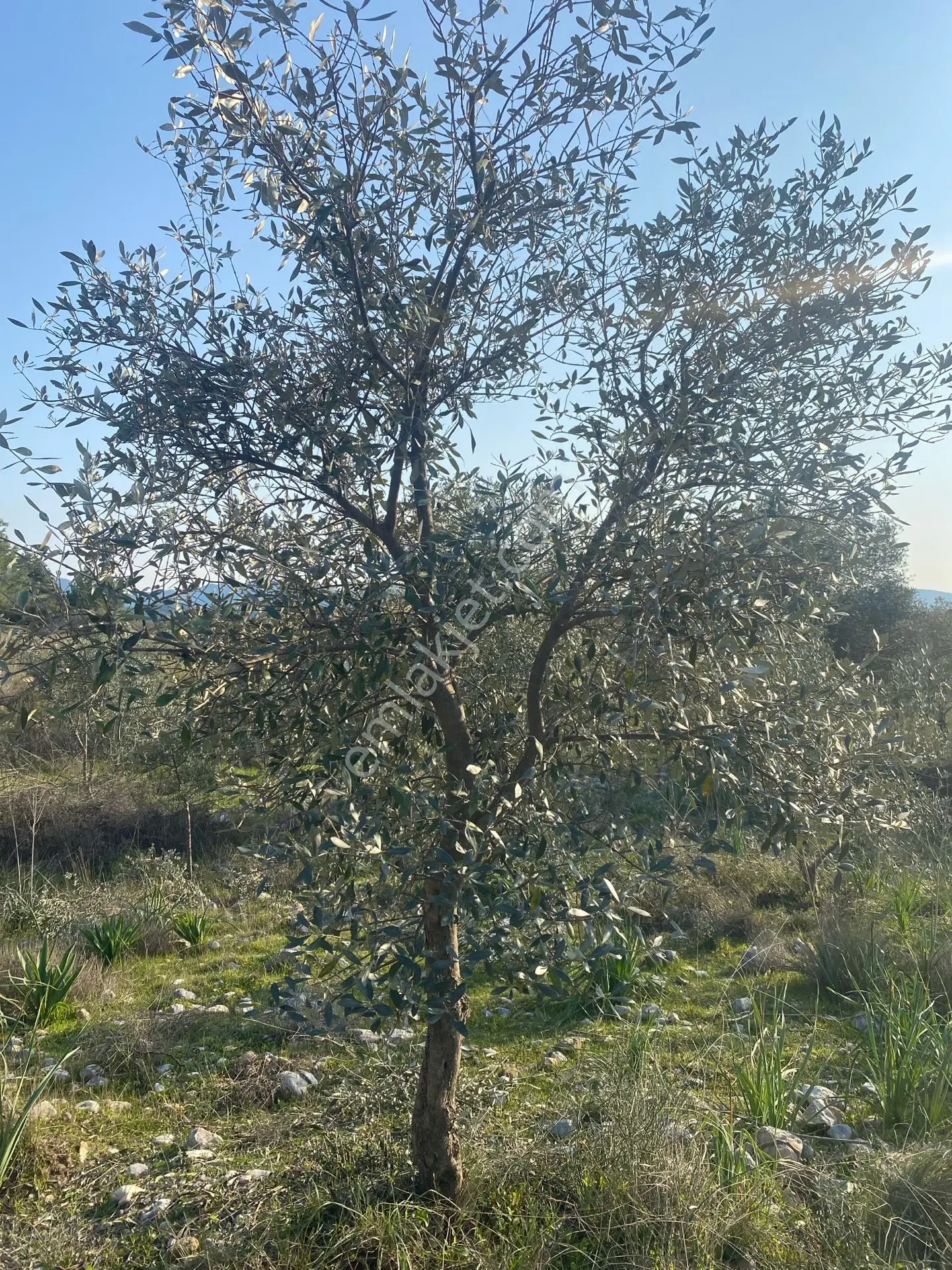 Fethiye Nif Satılık 2.887m2 Müstakil Tapu Zeytinlik — fotoğraf 10