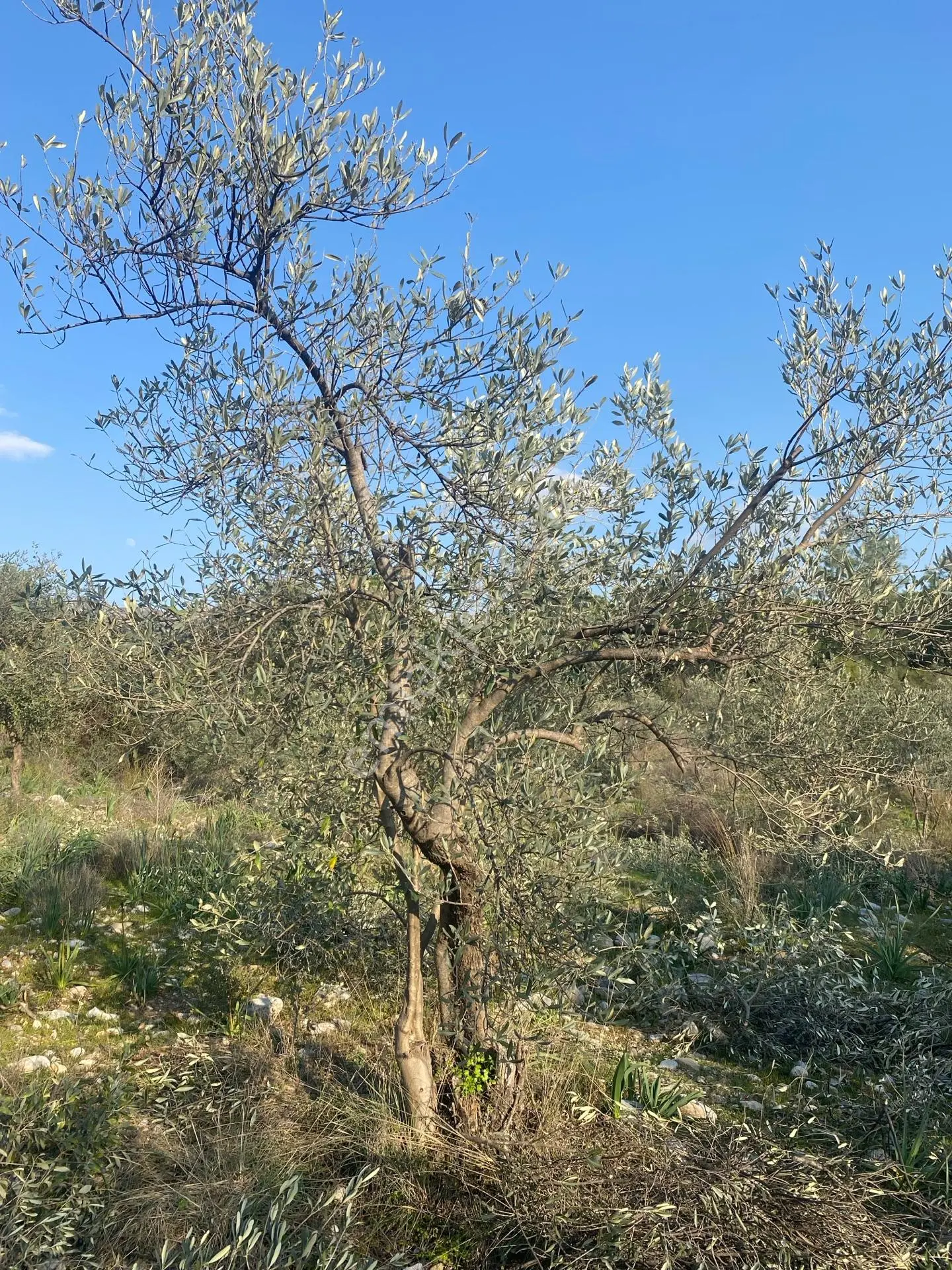 Fethiye Nif Satılık 2.887m2 Müstakil Tapu Zeytinlik — fotoğraf 11