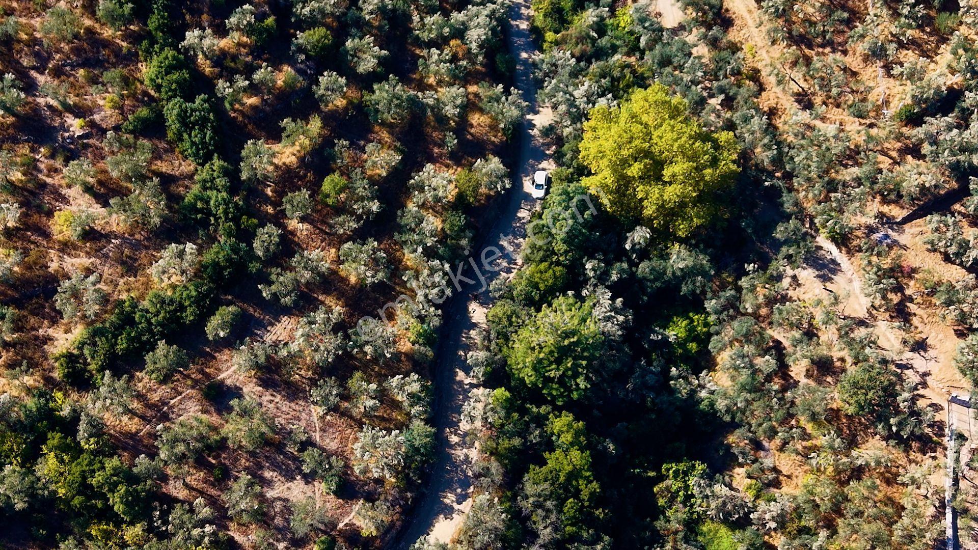 Re/max Marea’dan Satılık Zeytinlik | Altınoluk Değirmentepe — fotoğraf 7