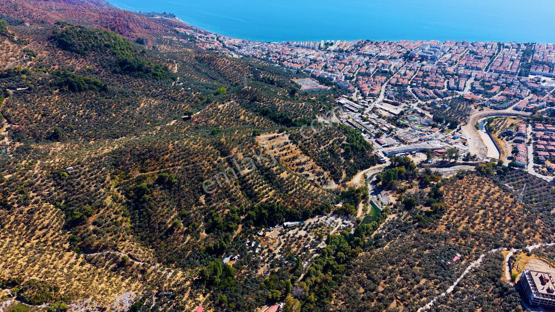 Re/max Marea’dan Satılık Zeytinlik | Altınoluk Değirmentepe — fotoğraf 9