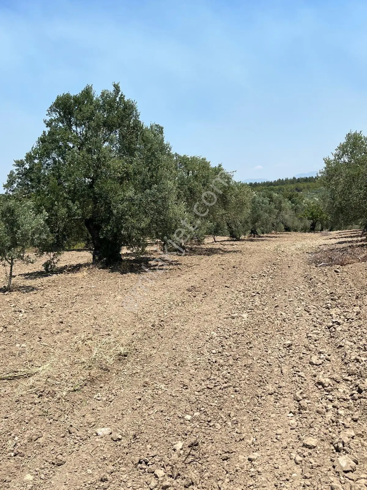 Akhisar Bünyamin Osmaniye’De Acil Satılık 1.400 M² Tek Tapu Zeytinlik – 430.000...