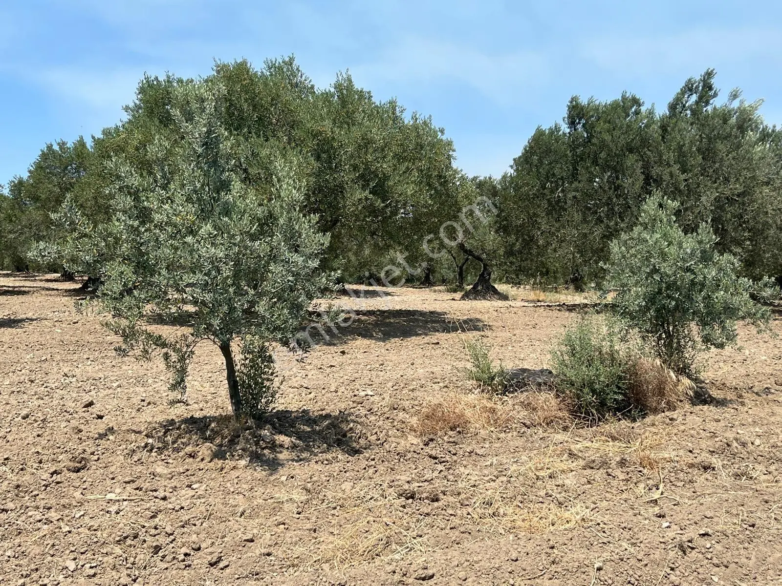 Akhisar Bünyamin Osmaniye’de Acil Satılık 1.400 M² Tek Tapu Zeytinlik – 430.000 Tl — fotoğraf 3