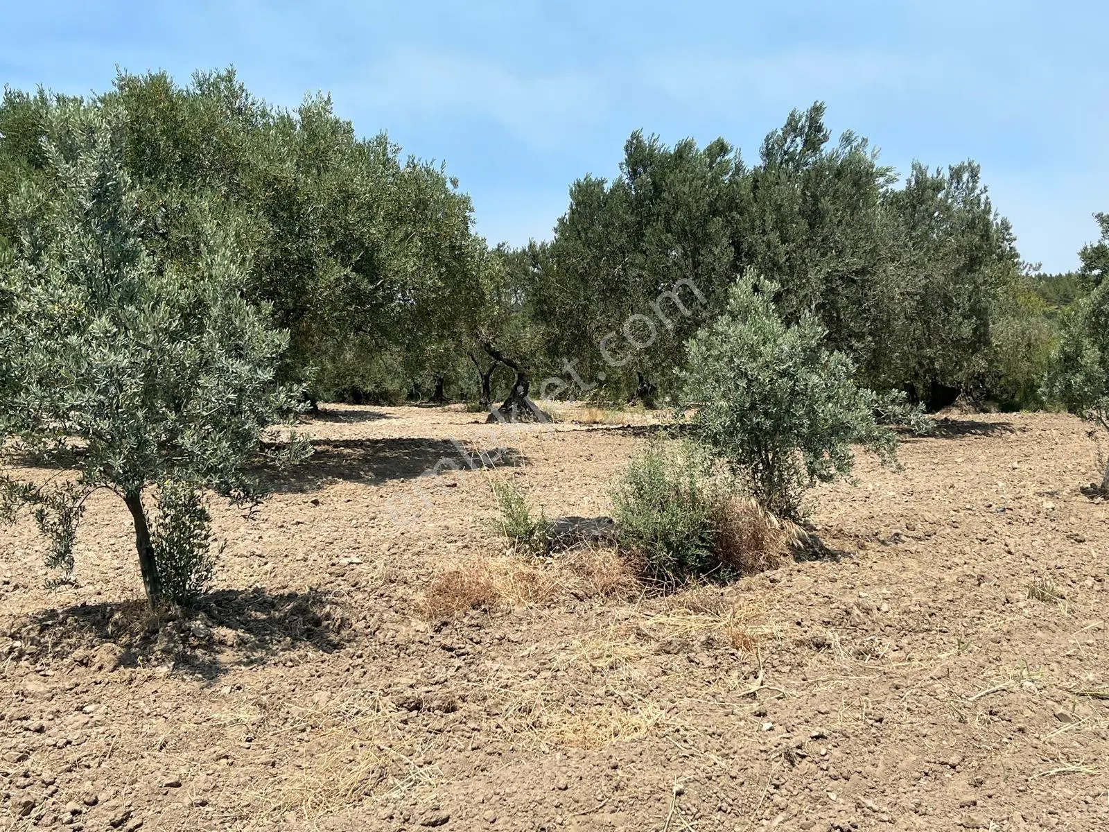 Akhisar Bünyamin Osmaniye’de Acil Satılık 1.400 M² Tek Tapu Zeytinlik – 430.000 Tl — fotoğraf 4