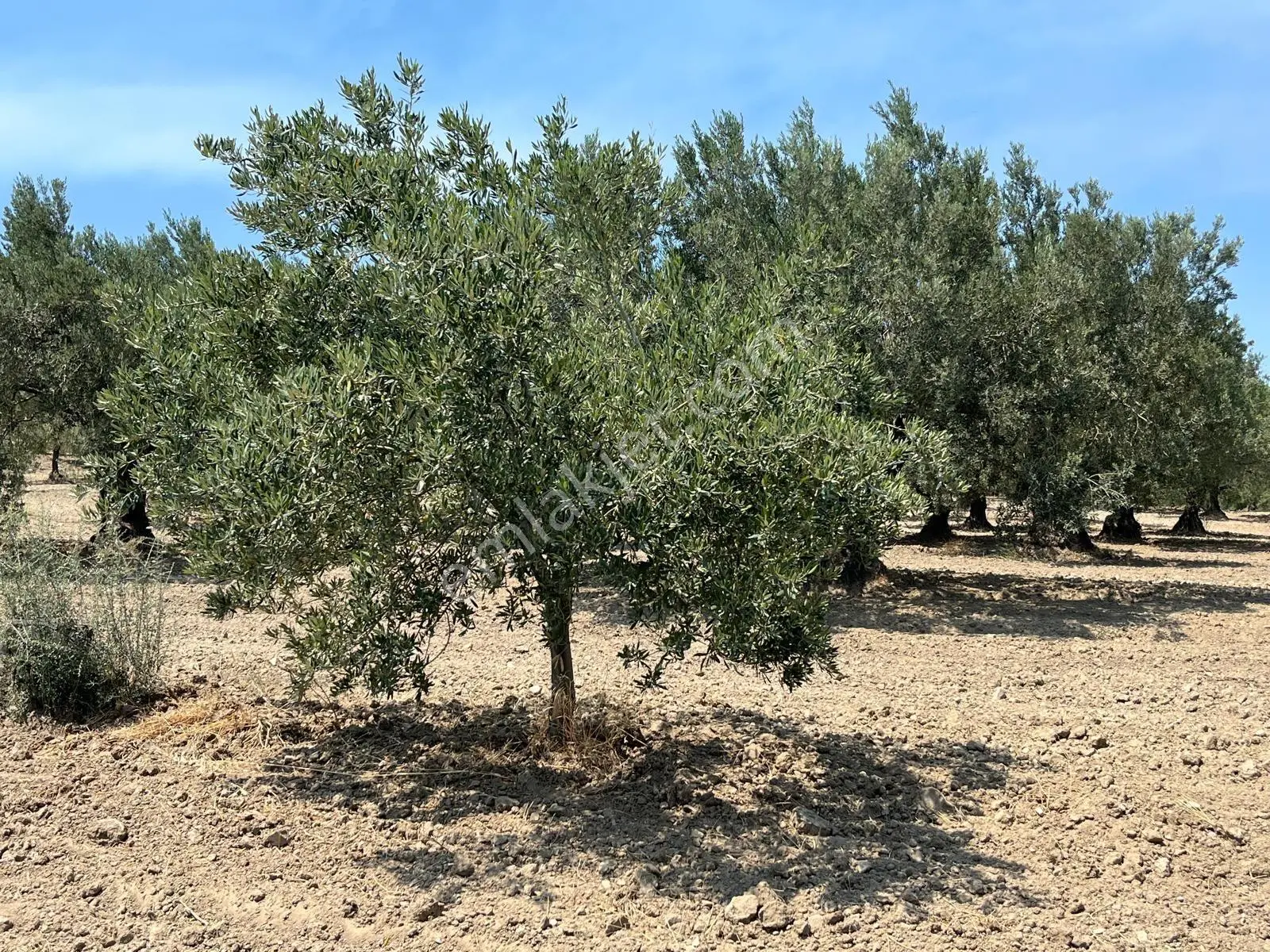 Akhisar Bünyamin Osmaniye’de Acil Satılık 1.400 M² Tek Tapu Zeytinlik – 430.000 Tl — fotoğraf 5
