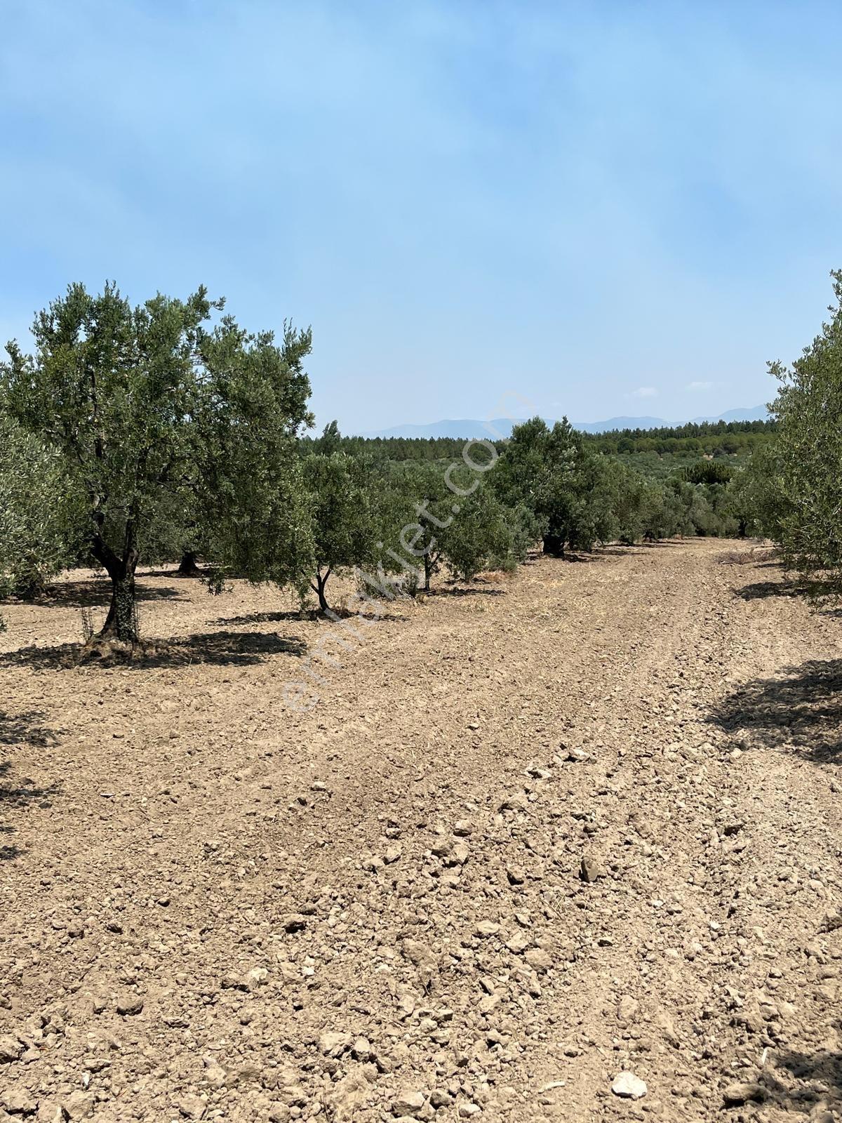 Akhisar Bünyamin Osmaniye’de Acil Satılık 1.400 M² Tek Tapu Zeytinlik – 430.000 Tl — fotoğraf 6