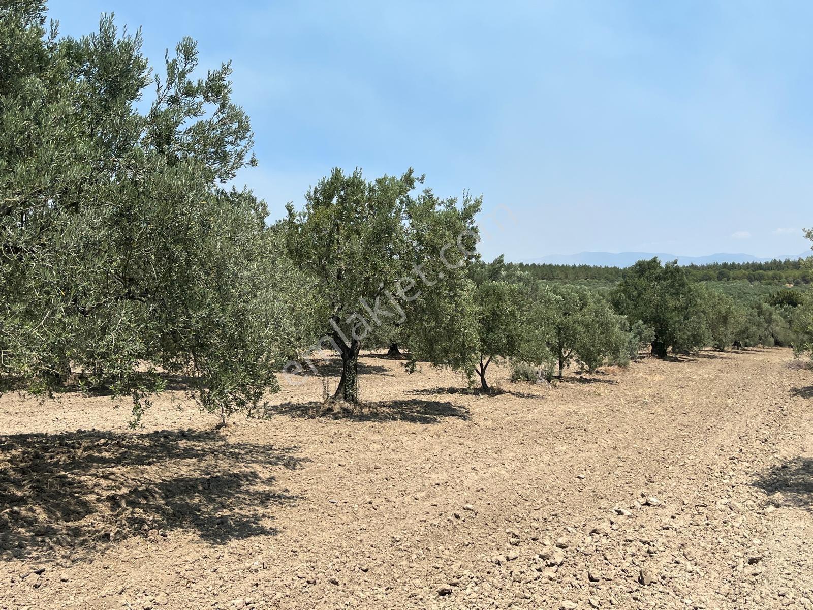 Akhisar Bünyamin Osmaniye’de Acil Satılık 1.400 M² Tek Tapu Zeytinlik – 430.000 Tl — fotoğraf 8