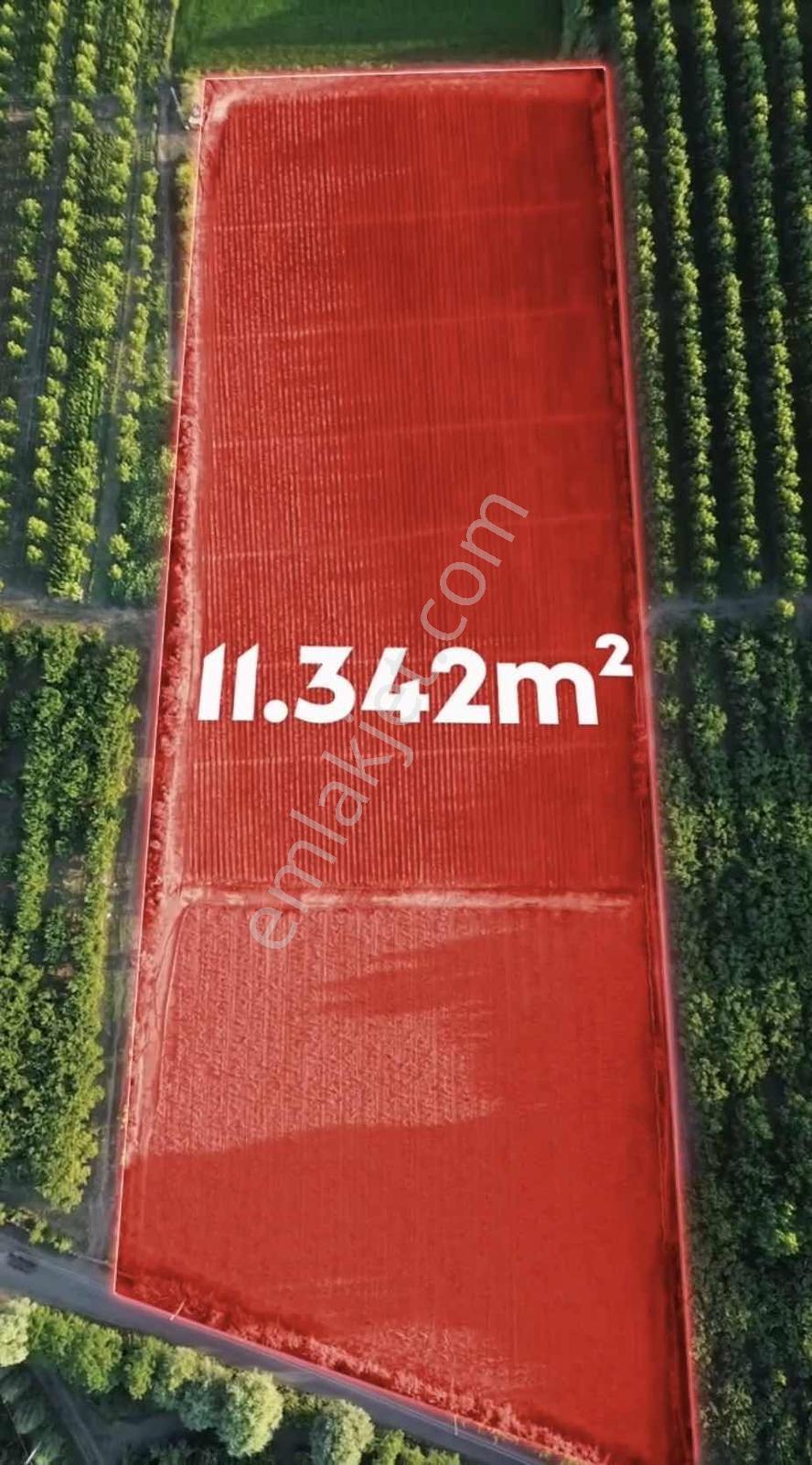 Samsun Çarşambada Satılık 11.341 M2 Verimli Tarla