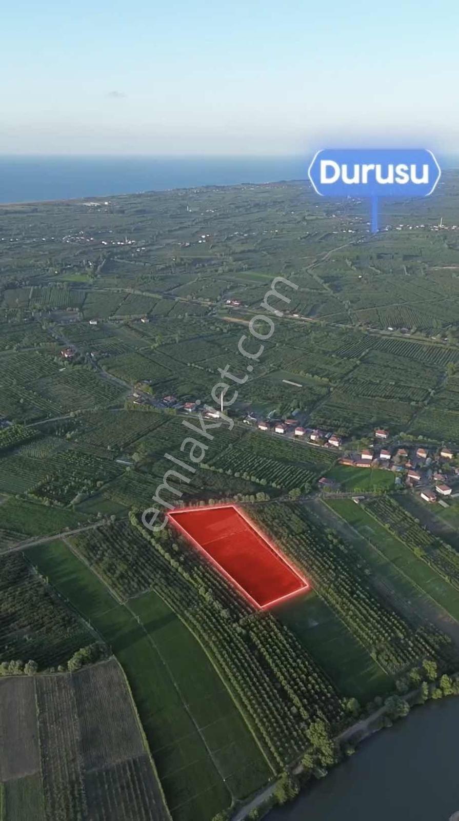 Samsun Çarşambada Satılık 11.341 M2 Verimli Tarla — fotoğraf 7
