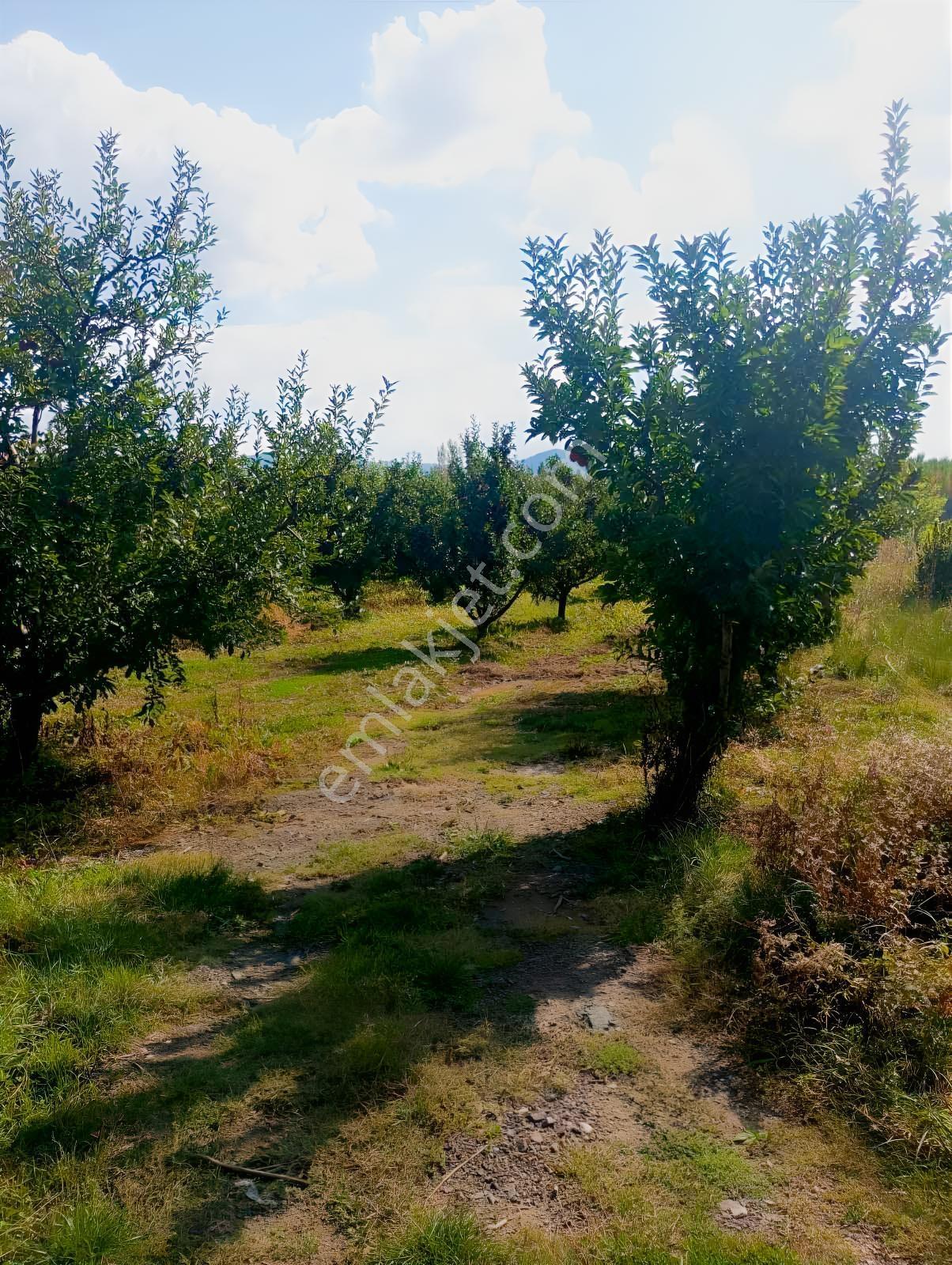 Isparta Aksu Akçaşar Satılık Kurulu Düzen Elma Bahçesi — fotoğraf 2