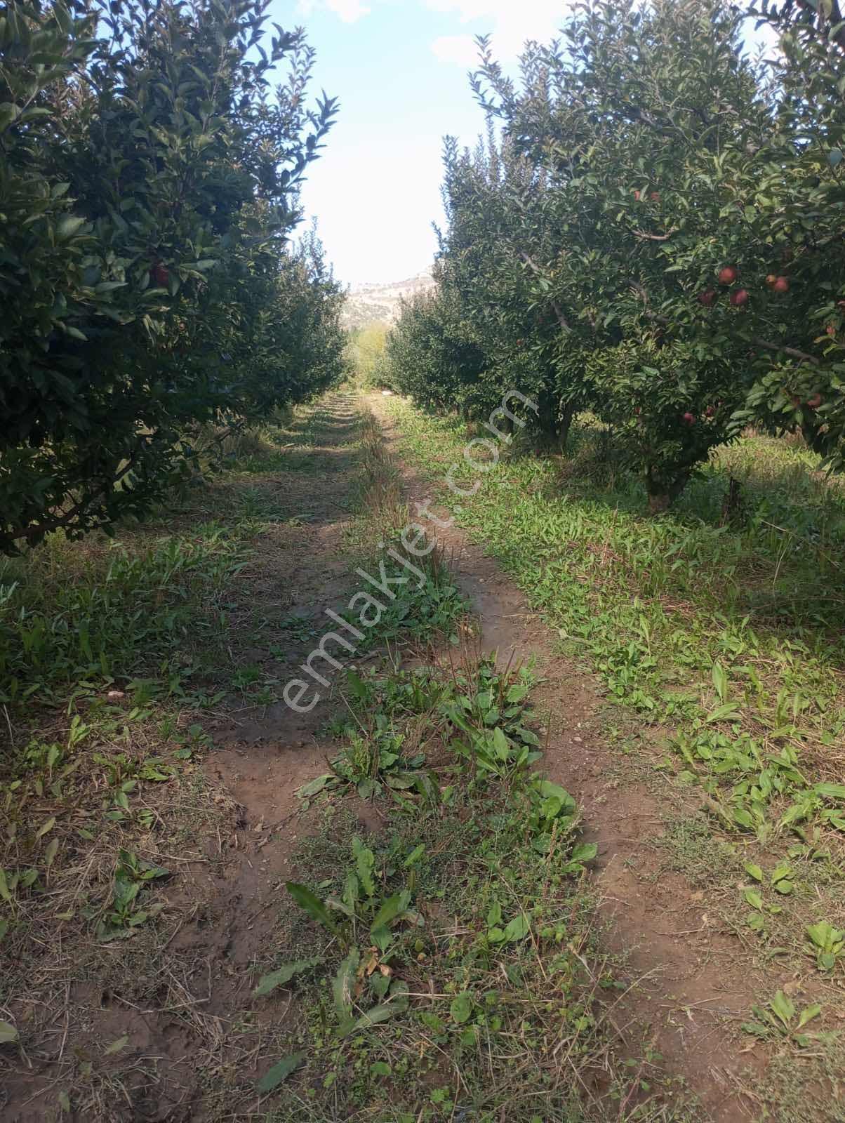 Isparta Aksu Akçaşar Satılık Kurulu Düzen Elma Bahçesi — fotoğraf 3