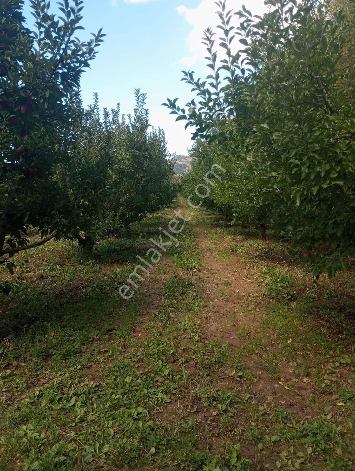 Isparta Aksu Akçaşar Satılık Kurulu Düzen Elma Bahçesi — fotoğraf 4