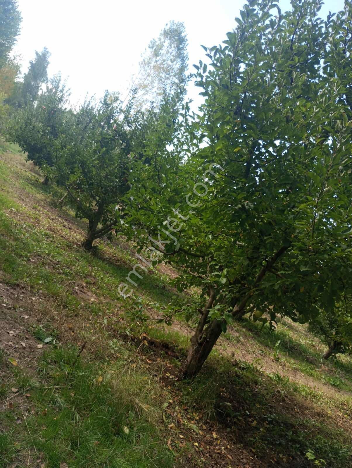 Isparta Aksu Akçaşar Satılık Kurulu Düzen Elma Bahçesi — fotoğraf 5